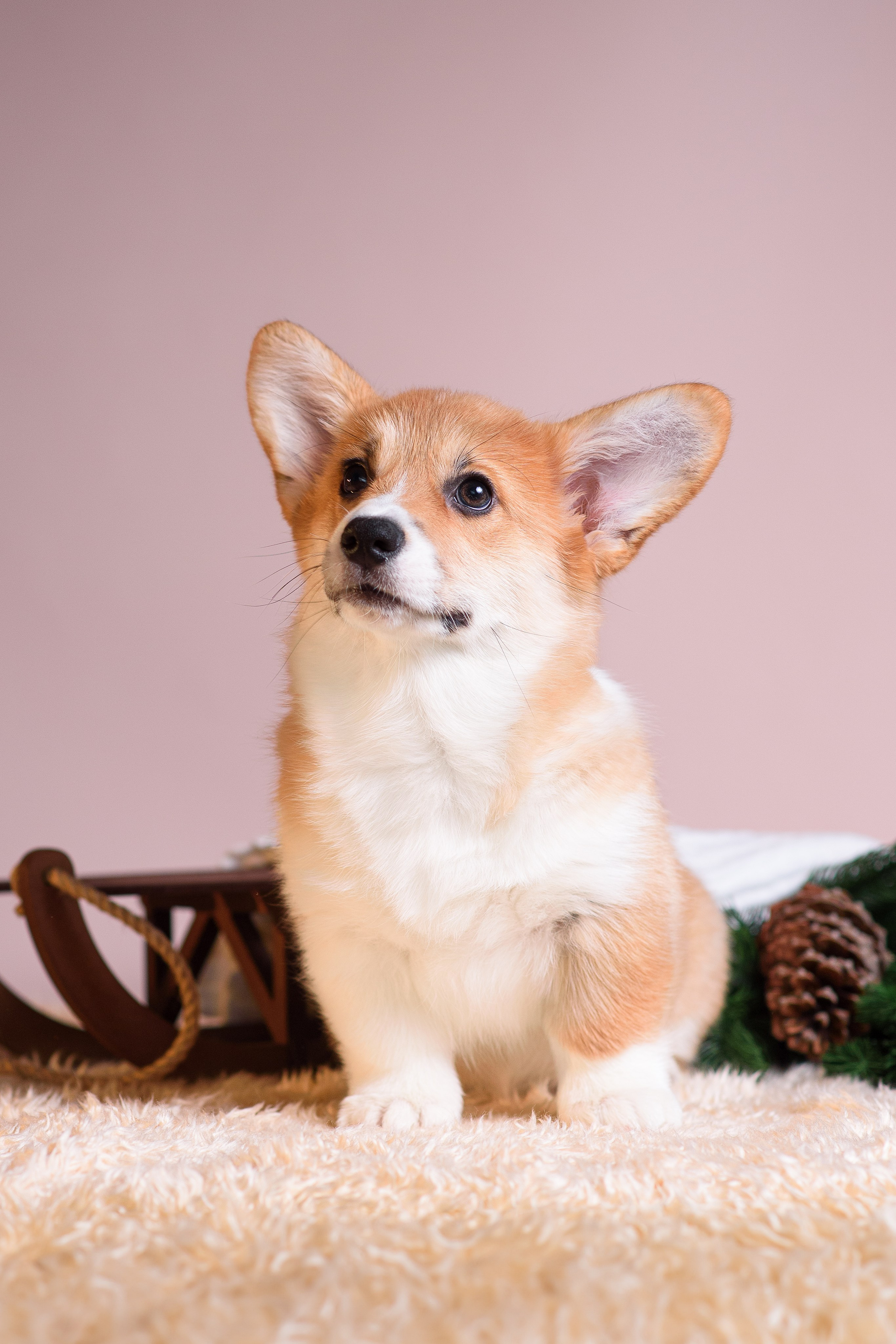 Ликер Синнабон — 11.01.2024. Фотограф — Анималист | Анна Абрамова