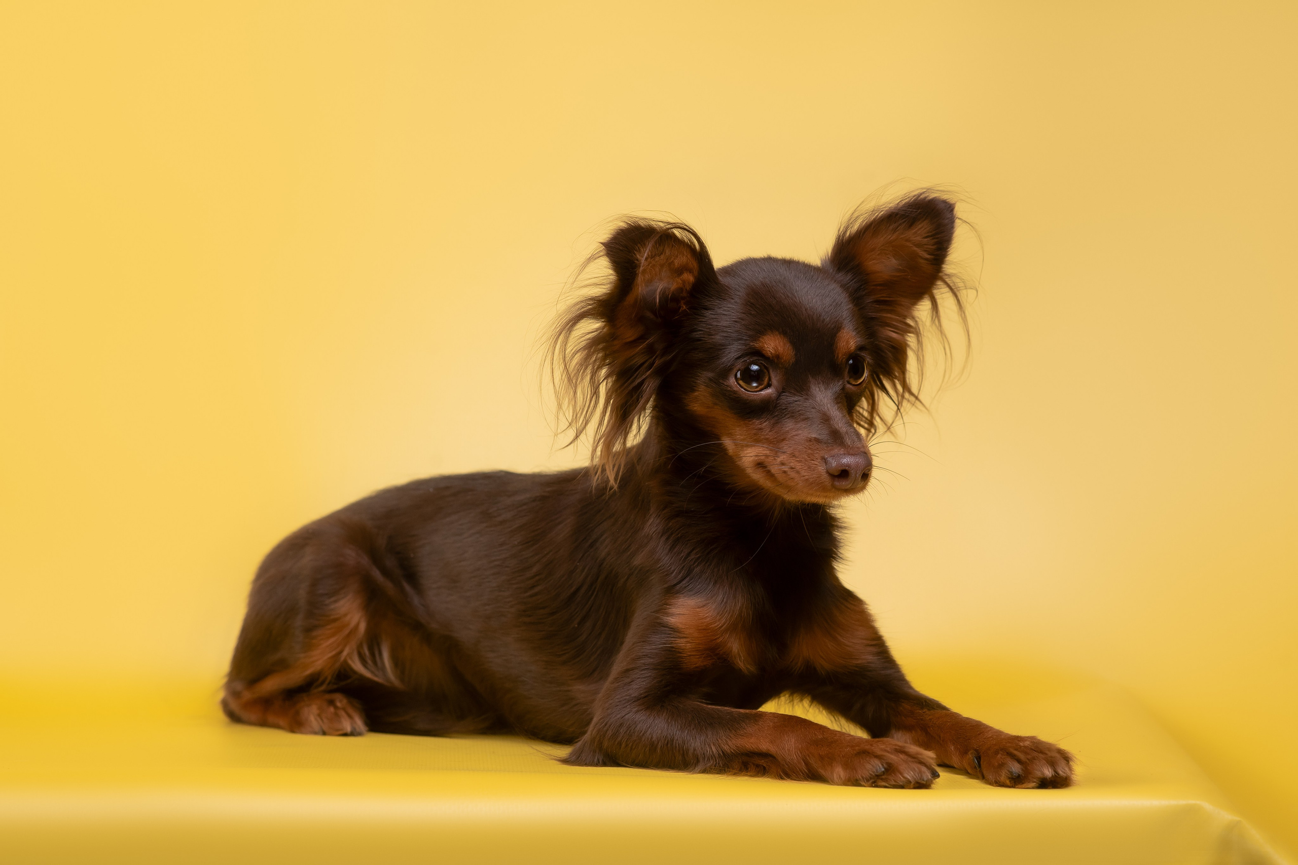 Пражские крысарики — 02.04.2025. Фотограф — Анималист | Анна Абрамова