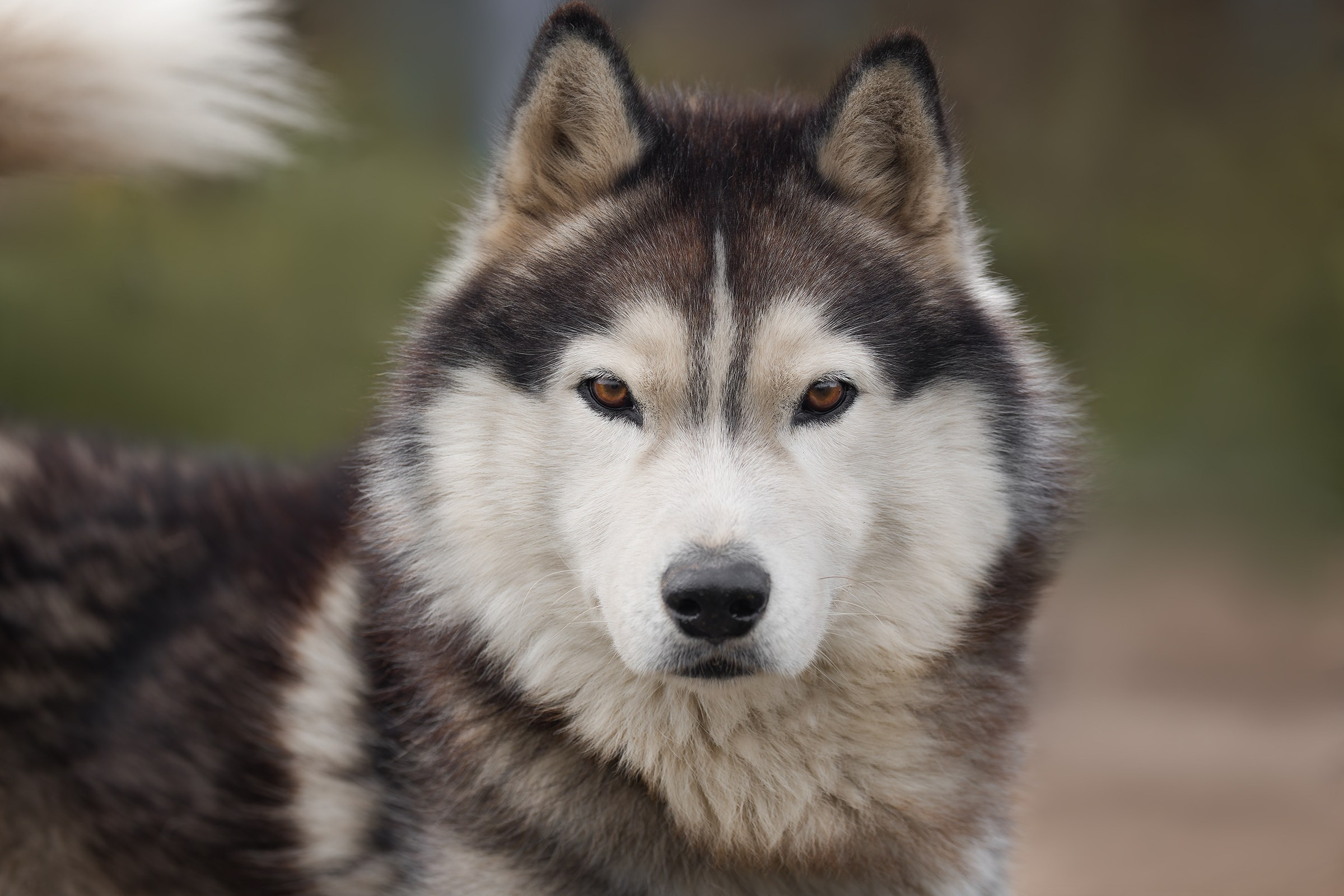 Собаки приюта «Дом северной собаки». Irenephoto.ru