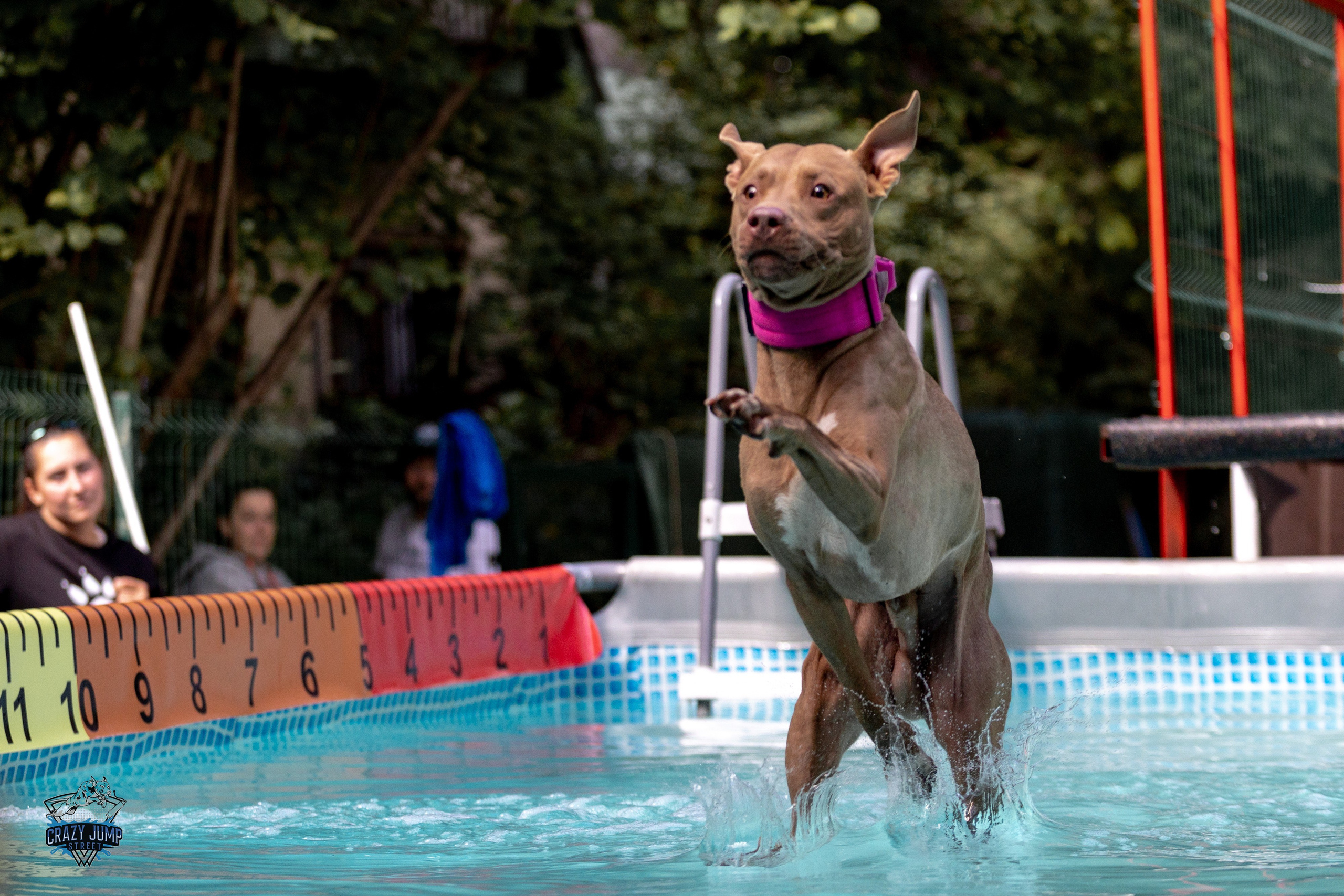 Собаки, спорт, Док дайвинг. Свадебный и репортажный фотограф в Москве и Московской области