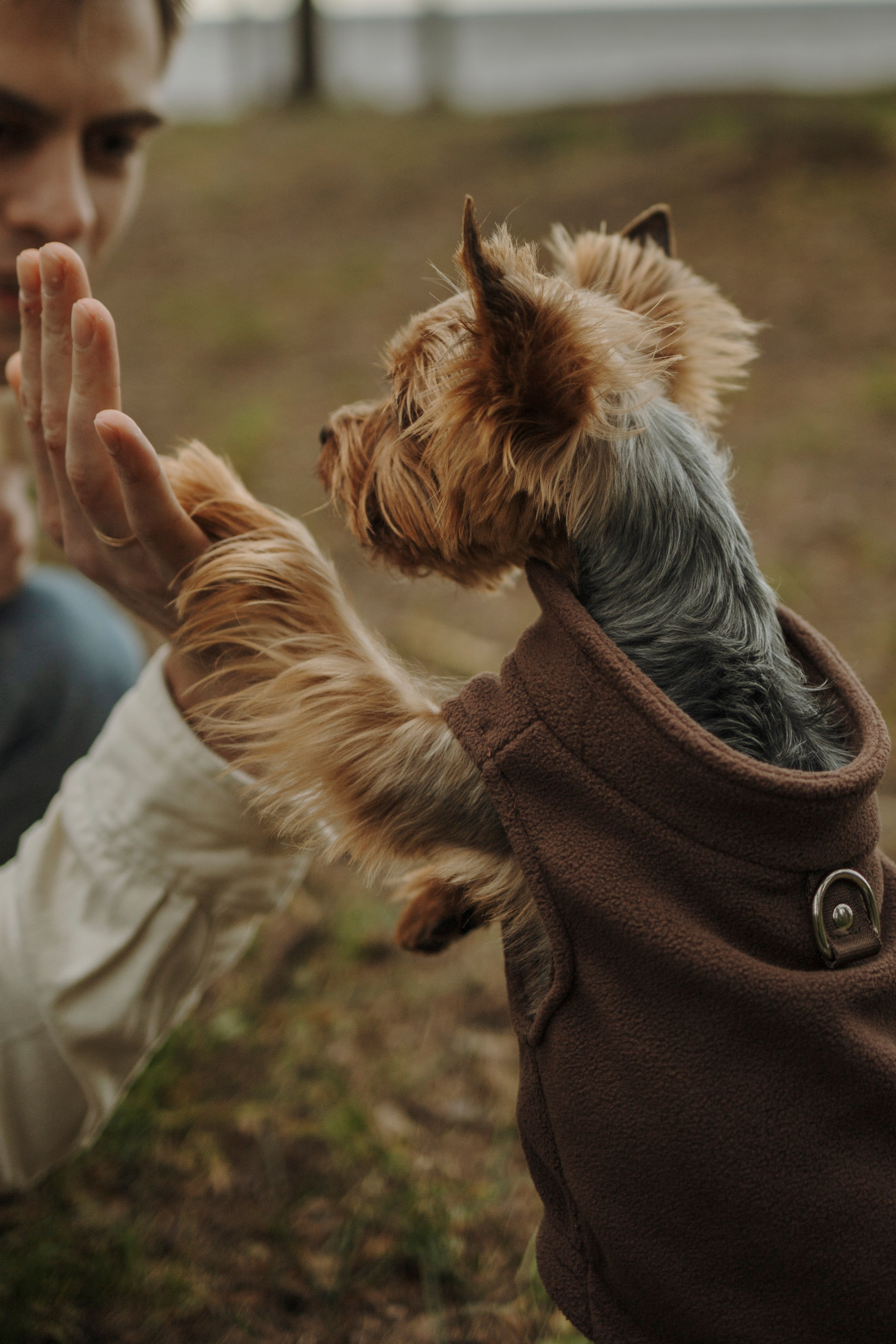 День из жизни Чуи и его семьи. Фотограф-анималист в Санкт-Петеребурге Титова Алиса