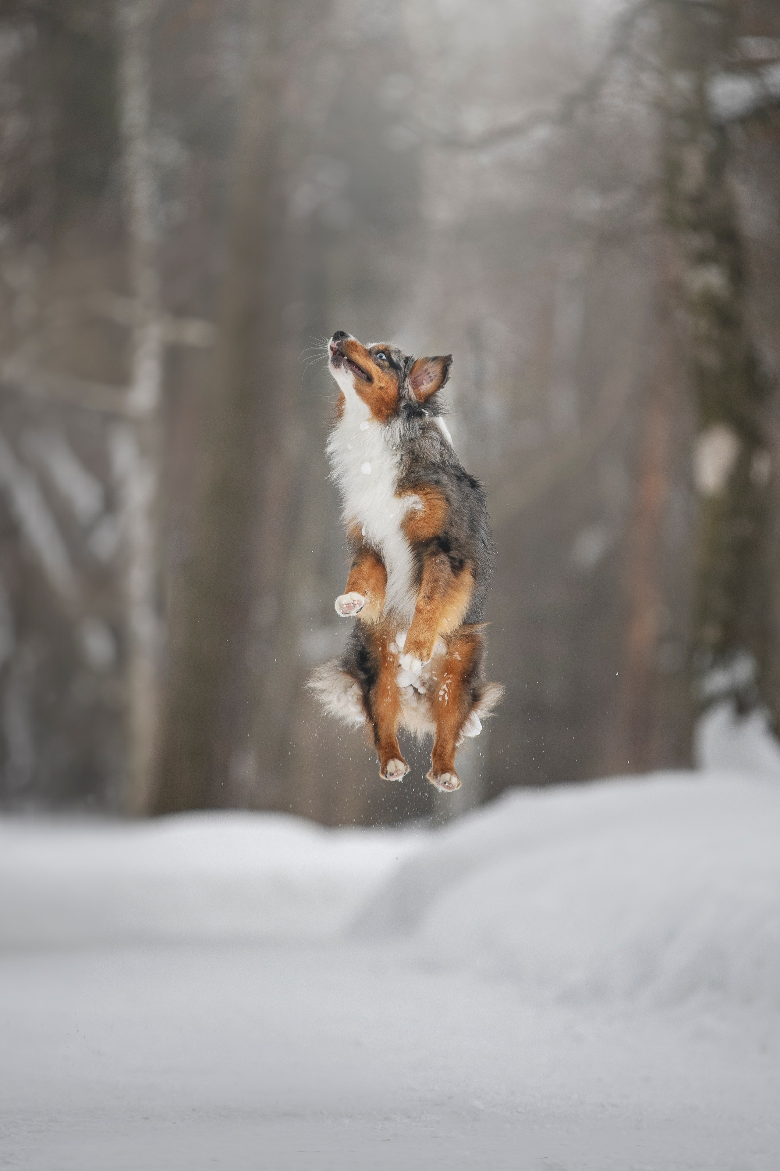 Дария, Макс, Сезам и Чили. Фотограф анималист в Москве Майорова Евгения
