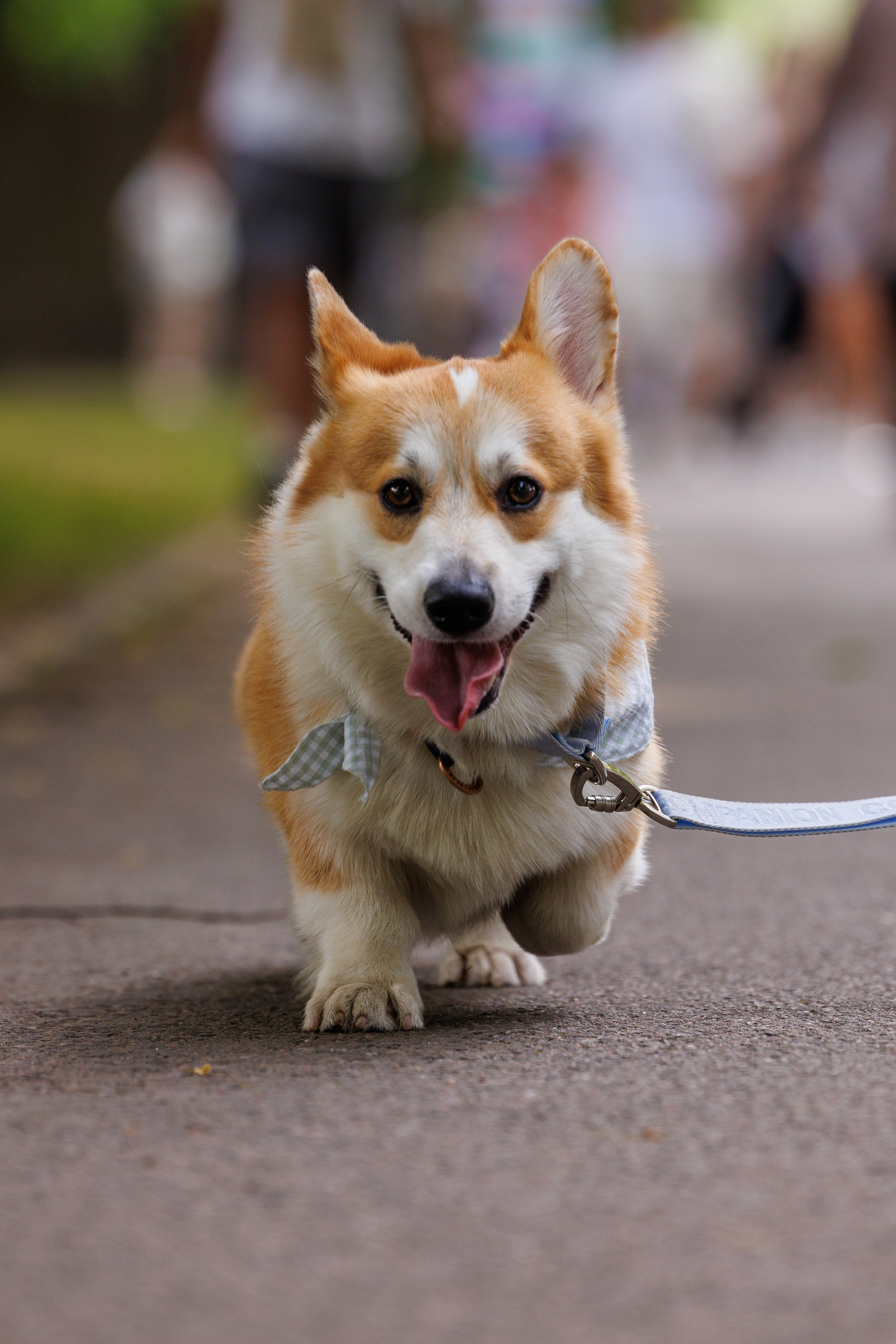 PetShopDays2026. Фотограф Александр Заломаев