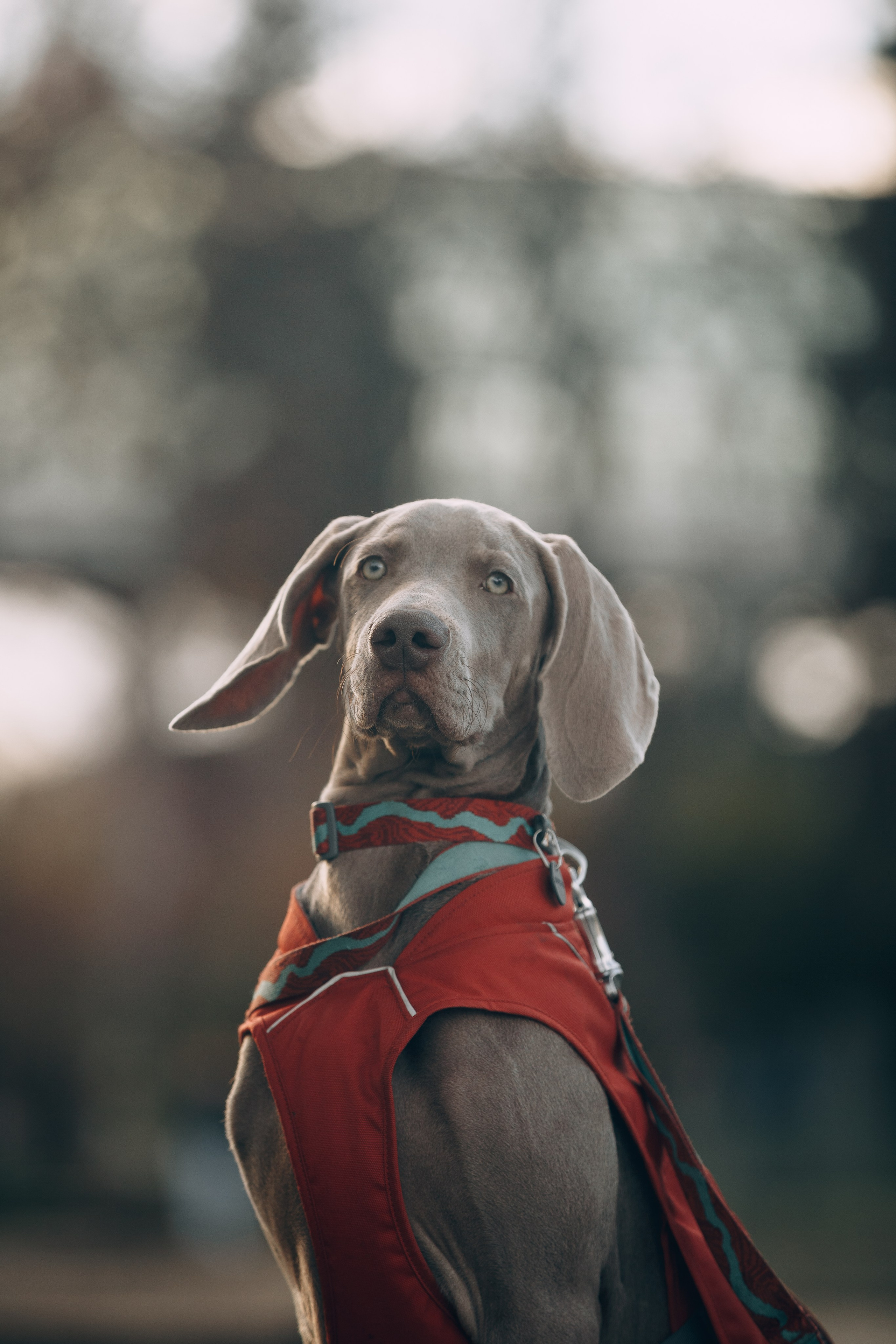 Оля, Саша и Бастиан. Фотограф анималист Кристина Карпова, Москва