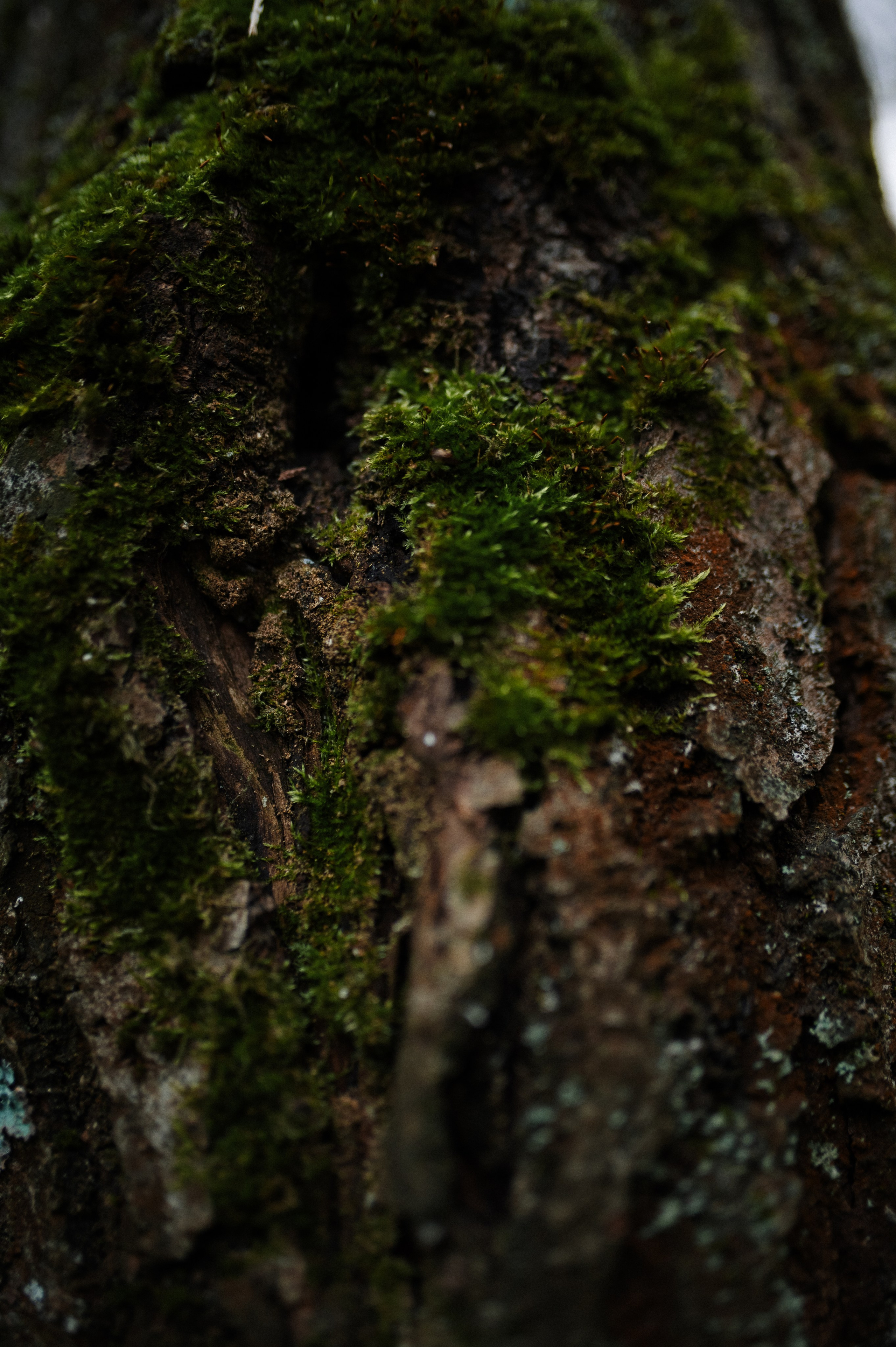 Лес говорит с тобой. Фотограф анималист в Москве Ольга Агушева