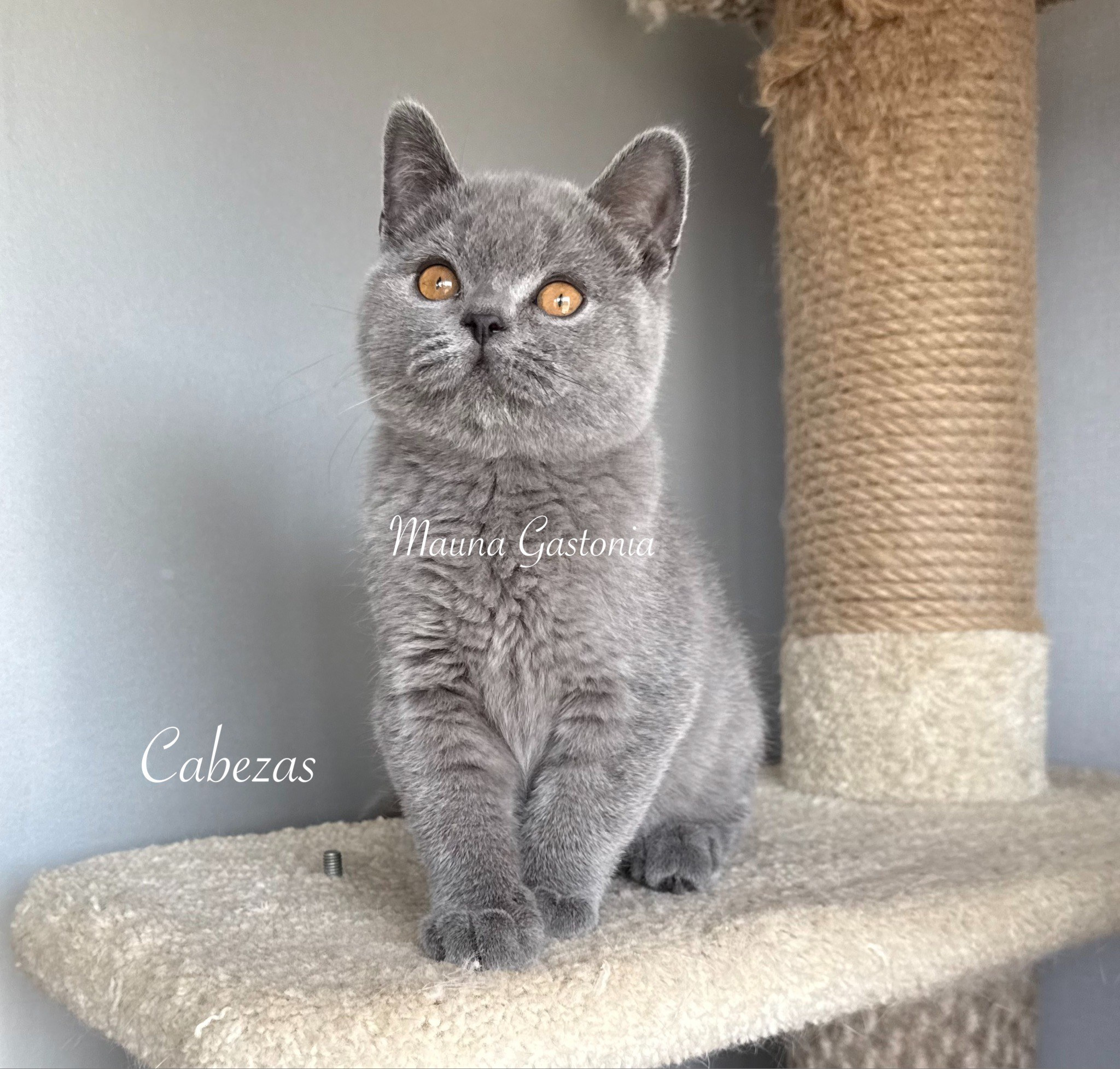 Cabezas. Mauna Gastonia