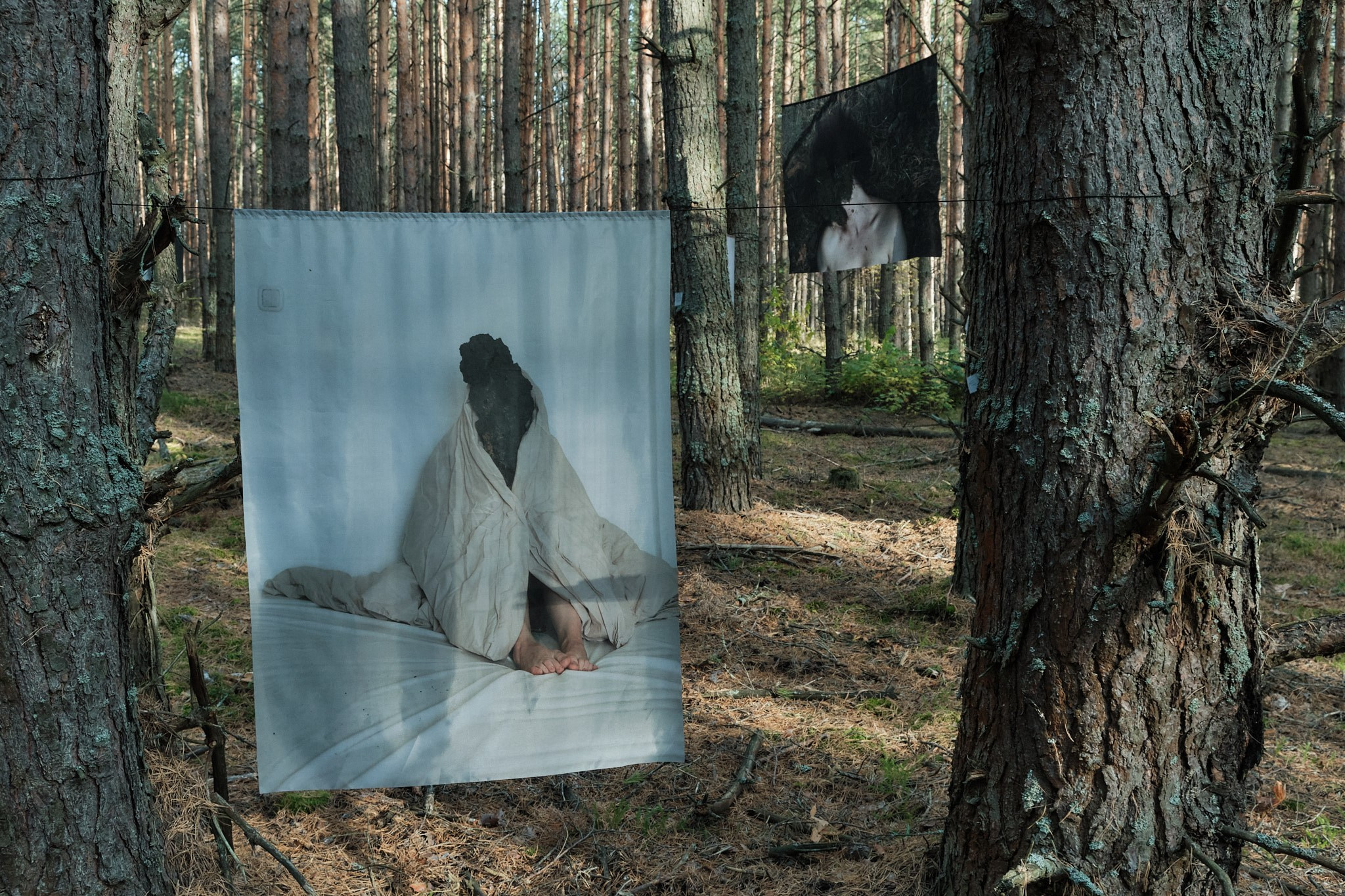 Я приношу к себе лес я себя приношу в лес. Алиса Косарева