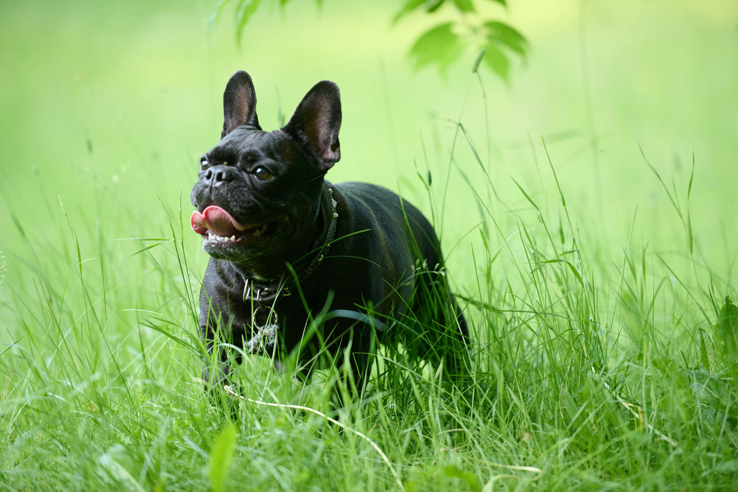 Семейная фотосессия с собакой. Репортажный и семейный фотограф — Шелихов Сергей