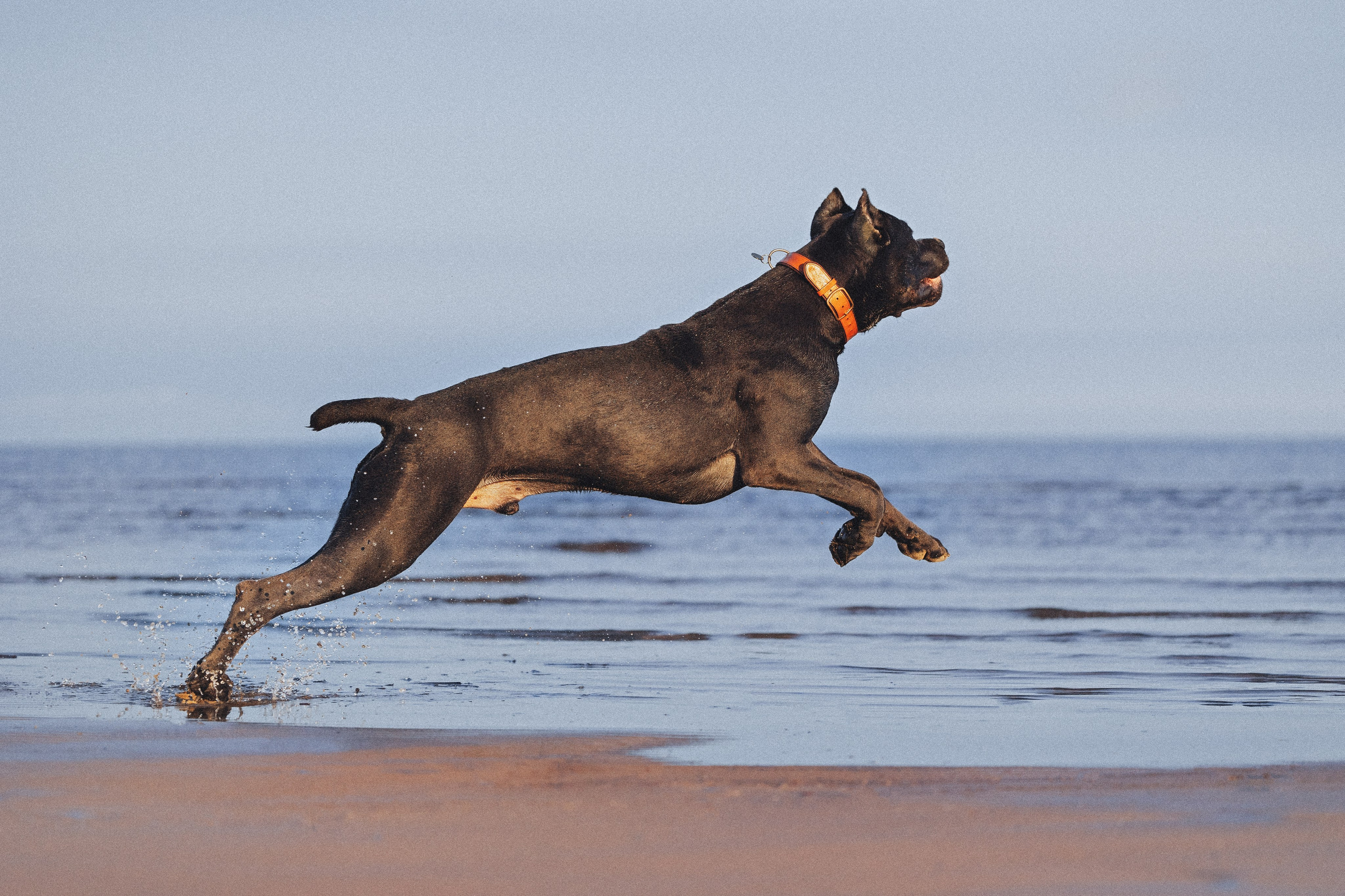 Фотопрогулки. Фотограф для людей и их питомцев Вика Шальнева