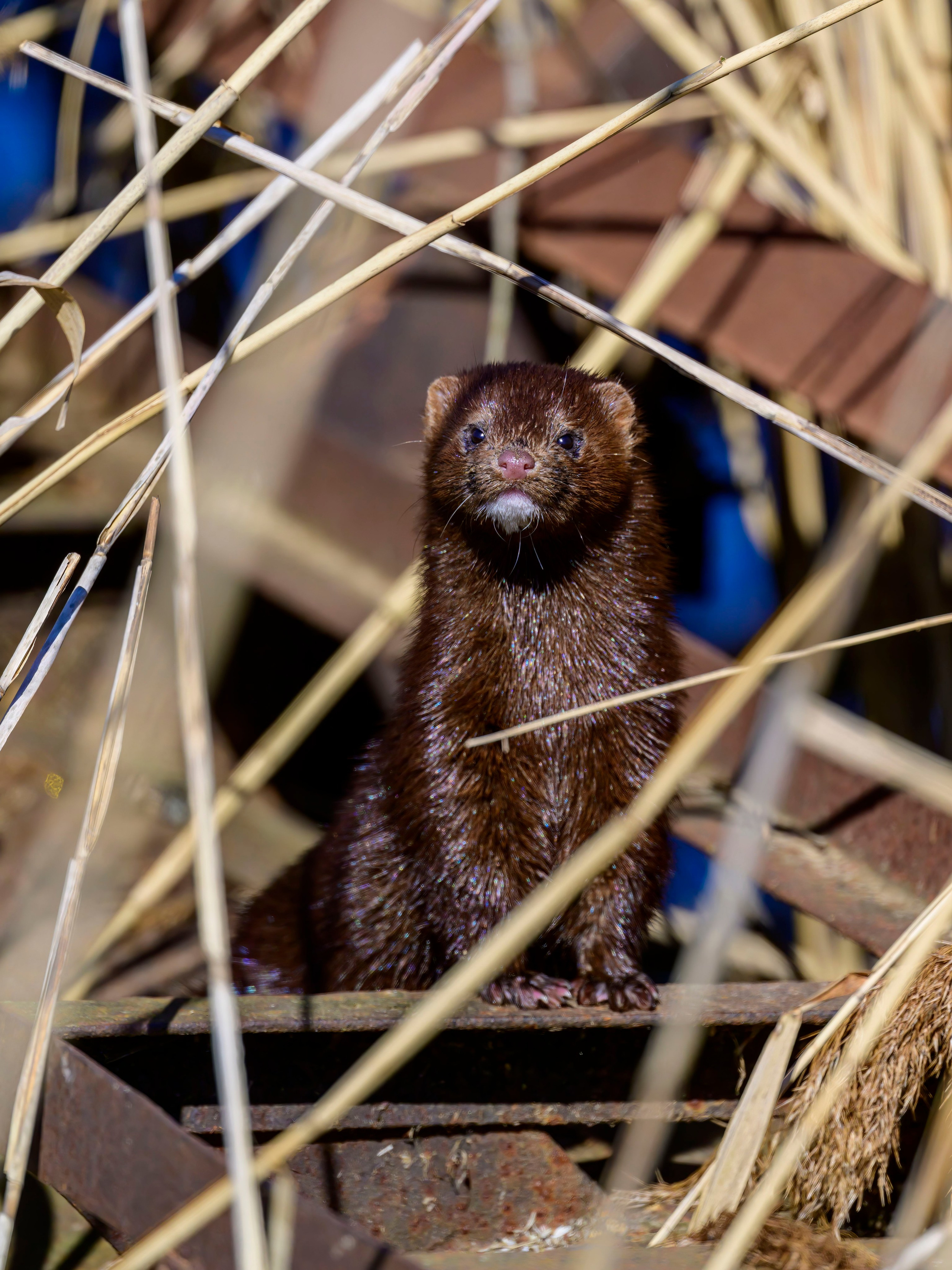 Норка и водоплавь. Фотограф Сергей Пупонин
