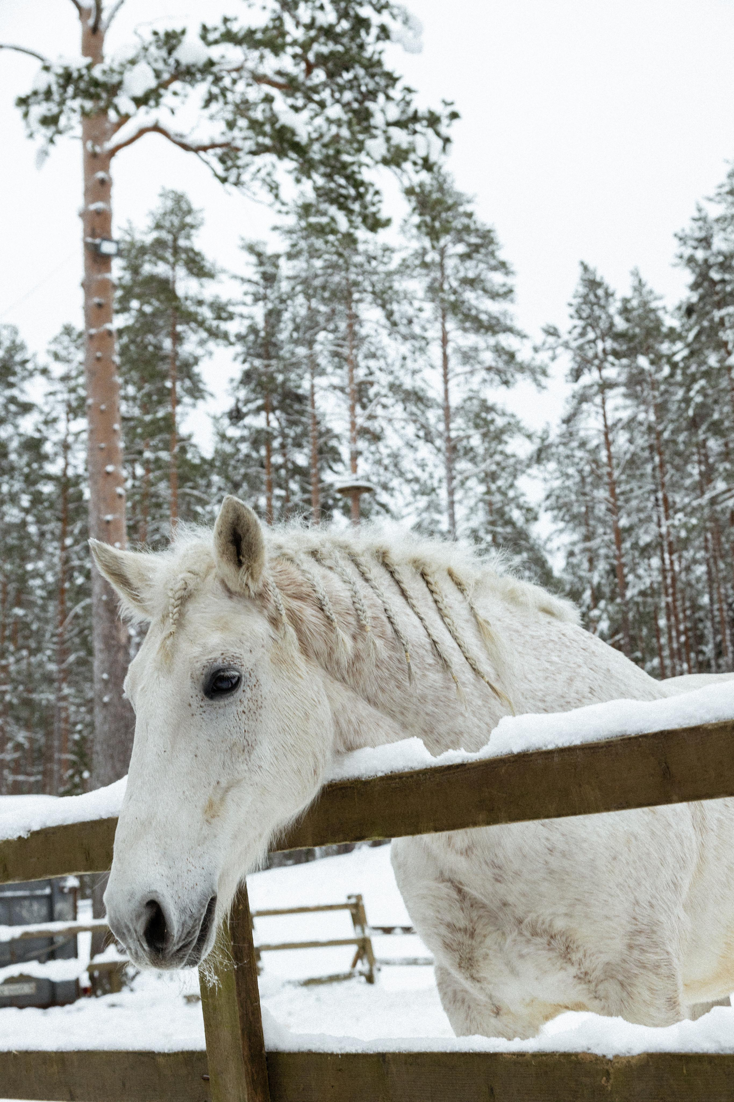 FOR CHOBI. Фотограф Катерина Ивашова