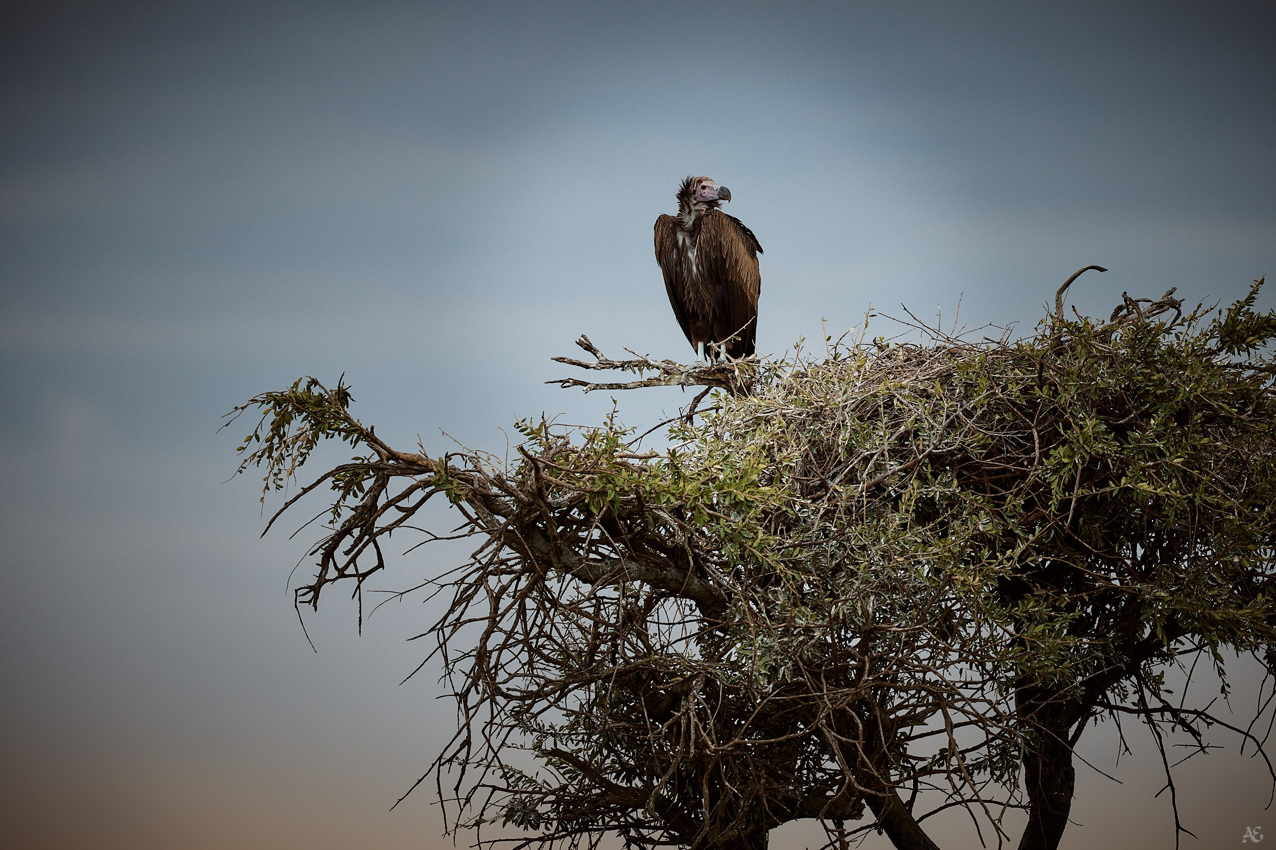 Черный гриф
