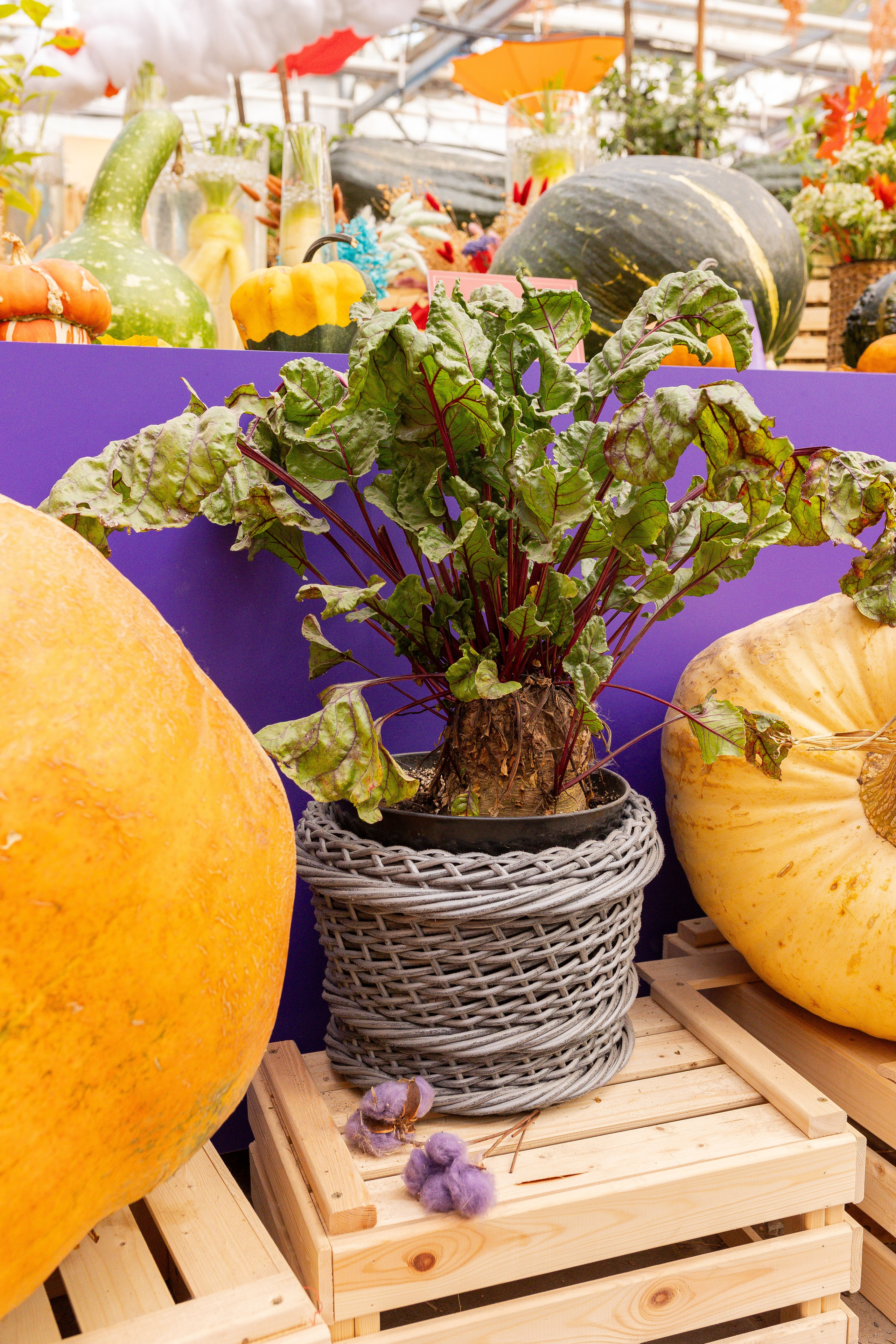 Овощи-гиганты. Александра Куликова фотограф, Москва