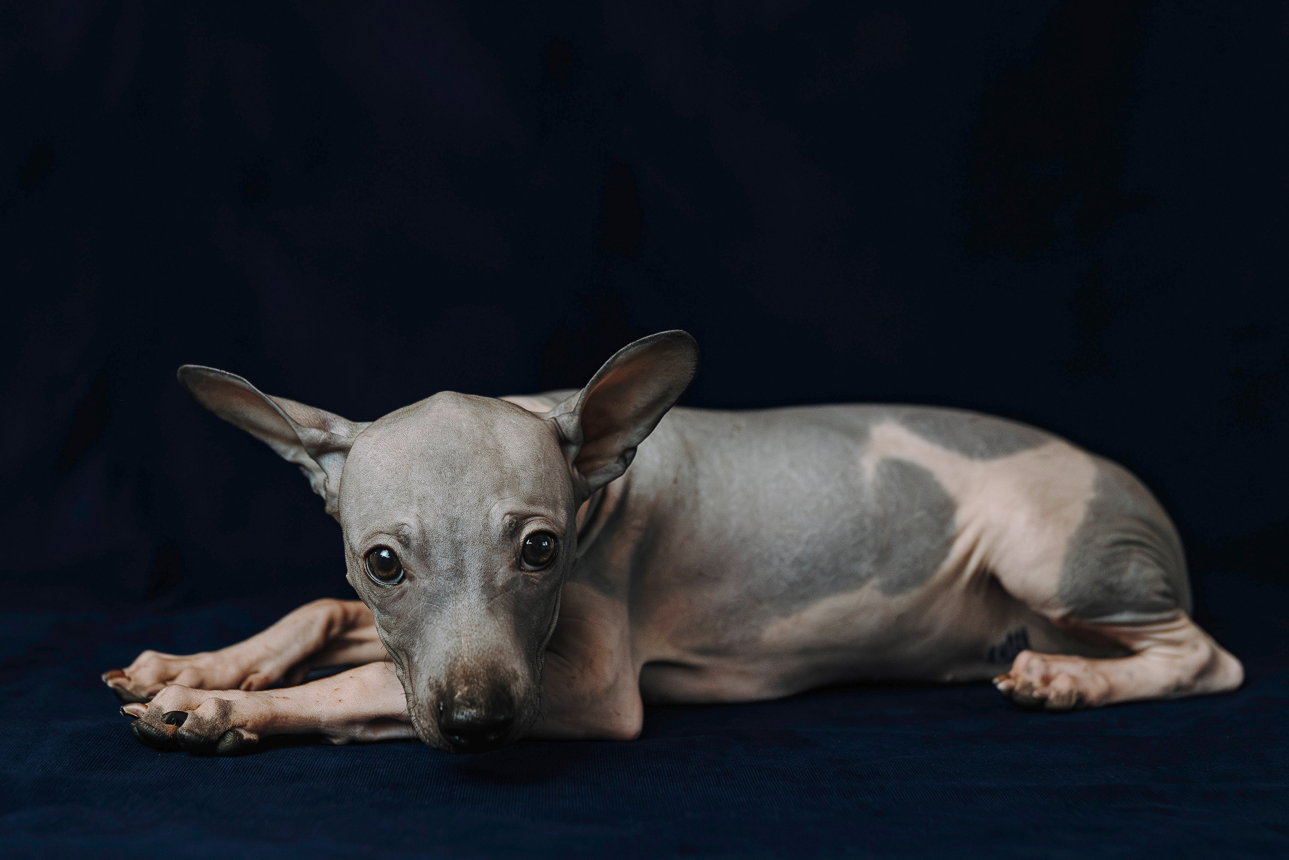 Малыши американского голого терьера. Фотограф анималист в Спб недорого Олеся Майорова