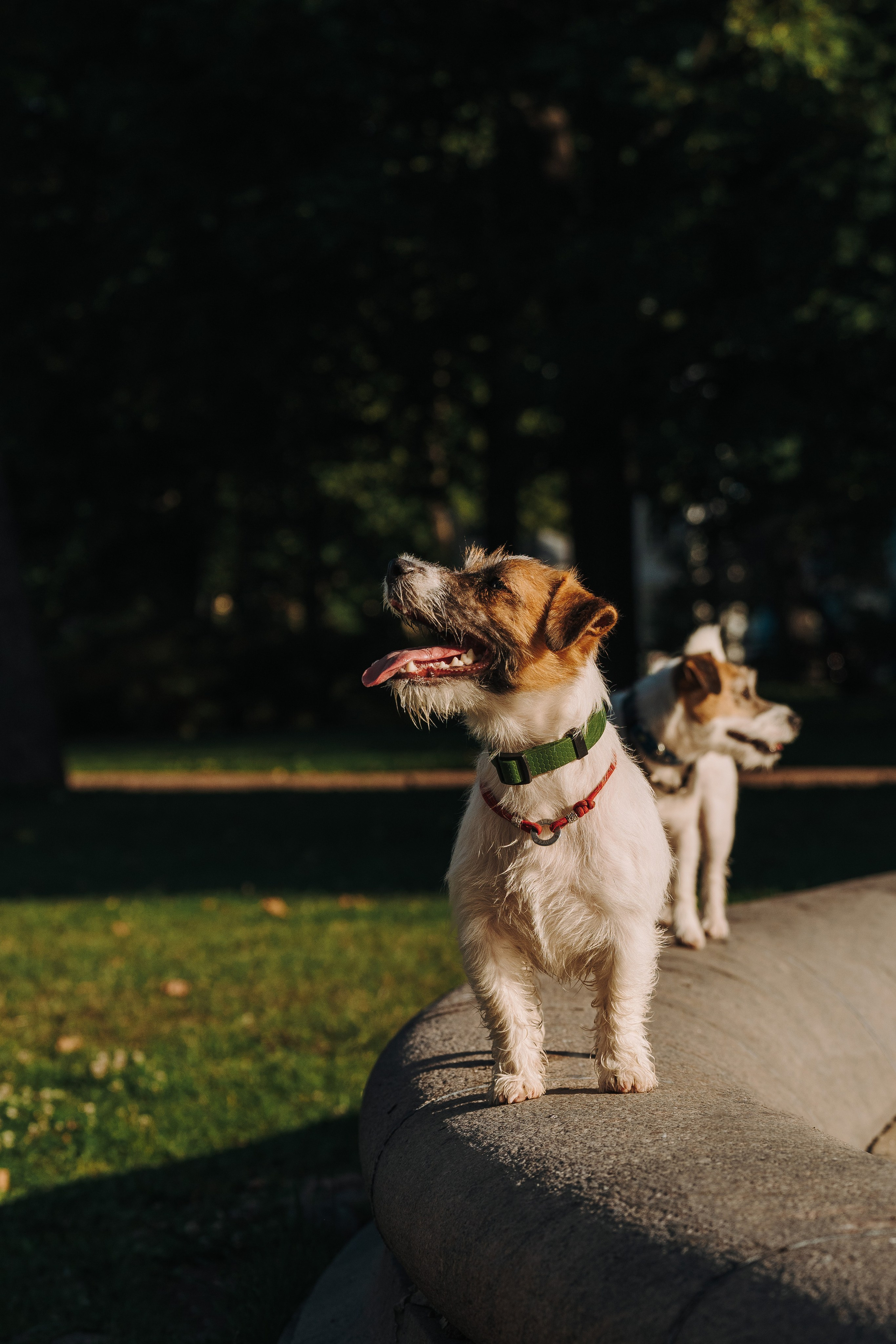 Ларс, Лукас и Ольга. Фотограф анималист в Спб недорого Олеся Майорова