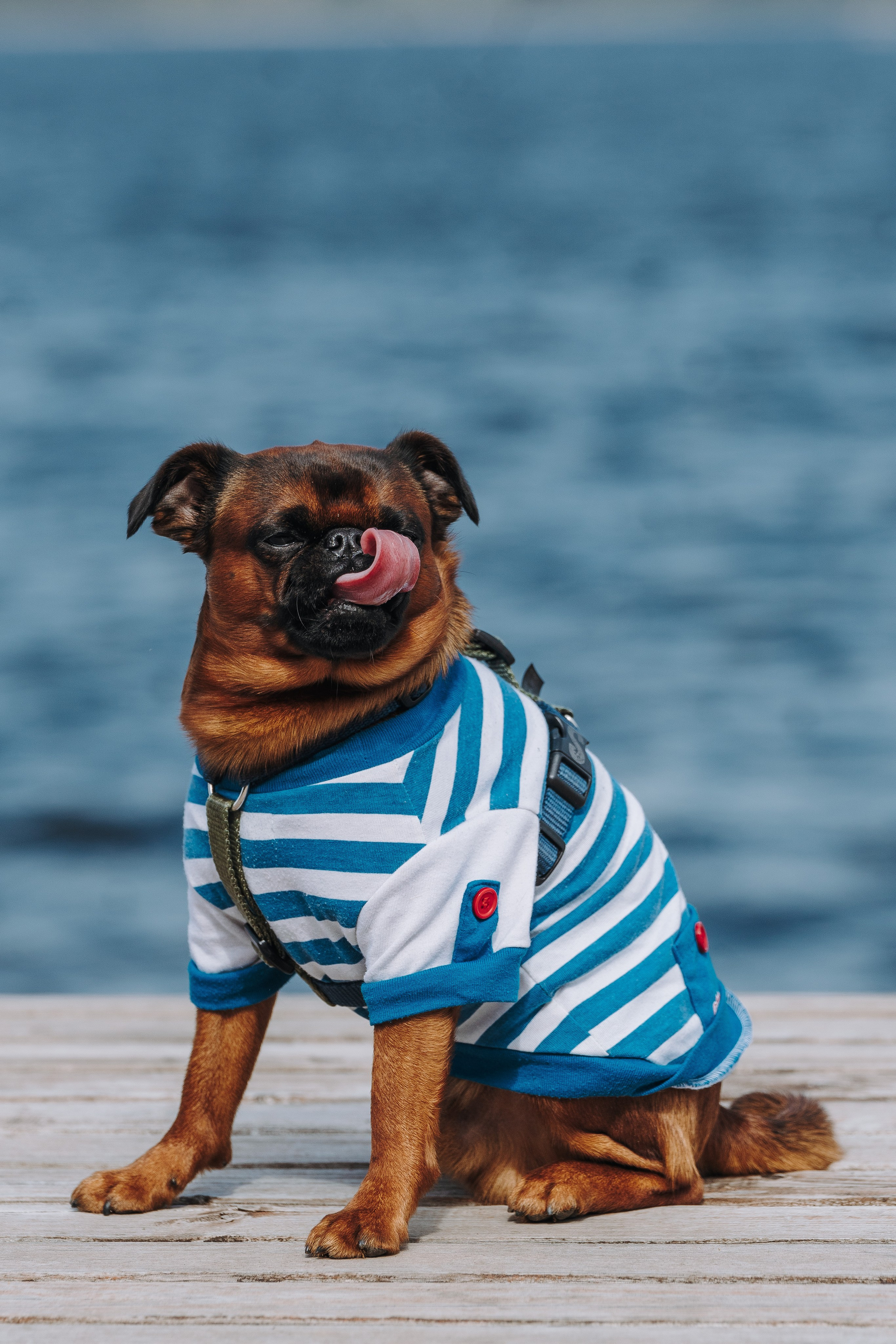 Соревнования по ноузворку в Лосево. Фотограф анималист в Спб недорого Олеся Майорова