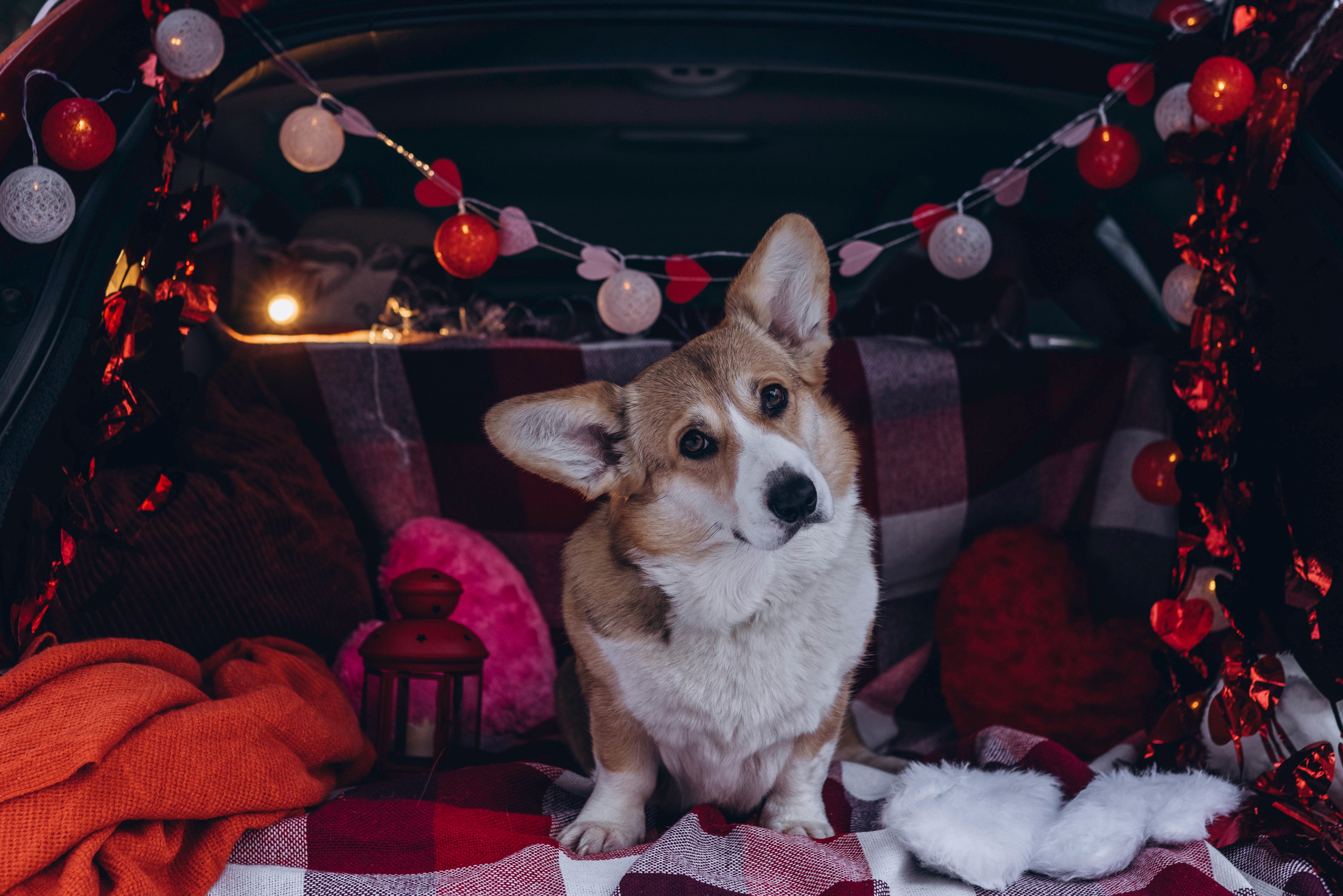 Фотодень Святого Валентина. Фотограф анималист в Спб недорого Олеся Майорова