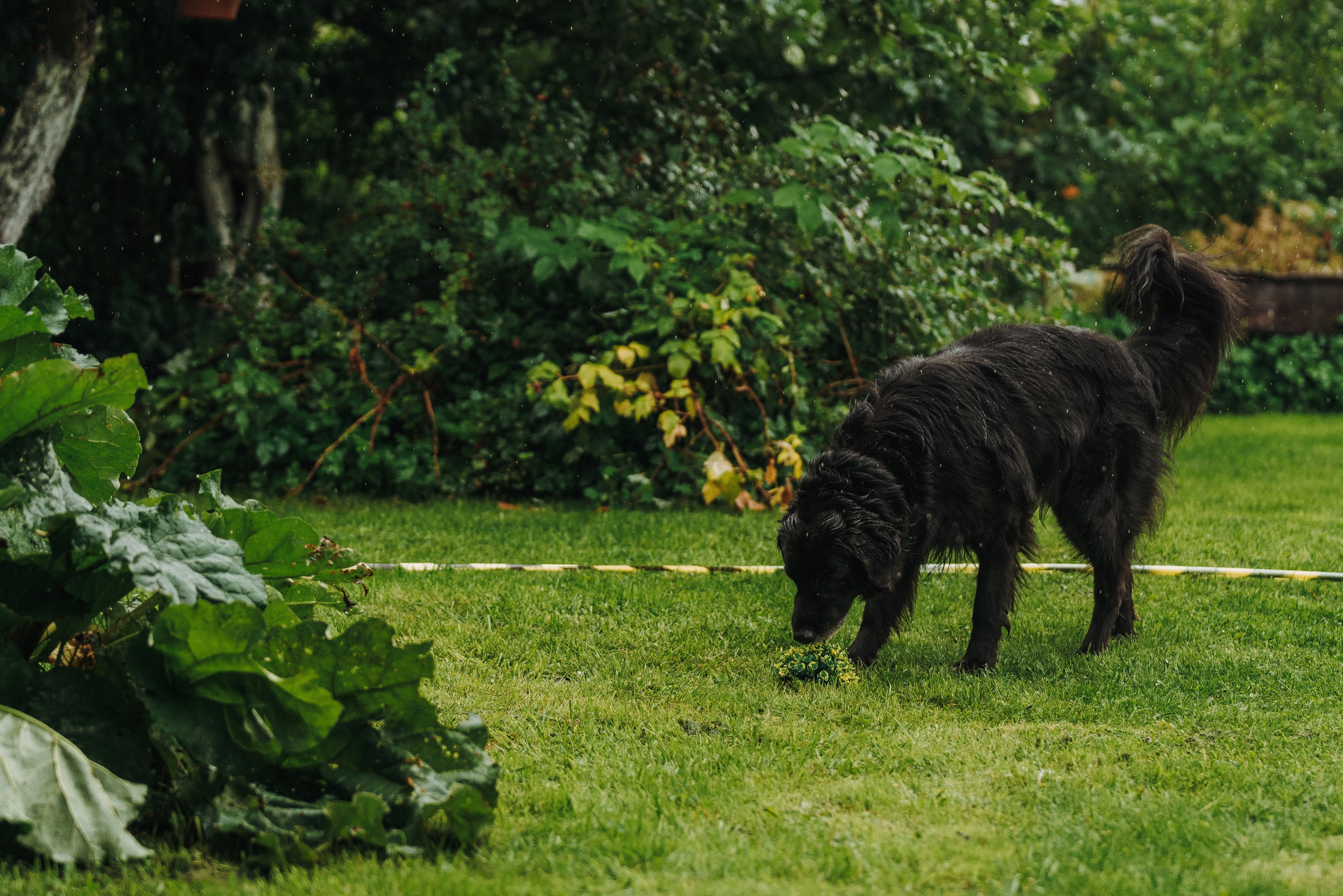 Соревнования по ноузворку в Новожилово. Фотограф анималист в Спб недорого Олеся Майорова