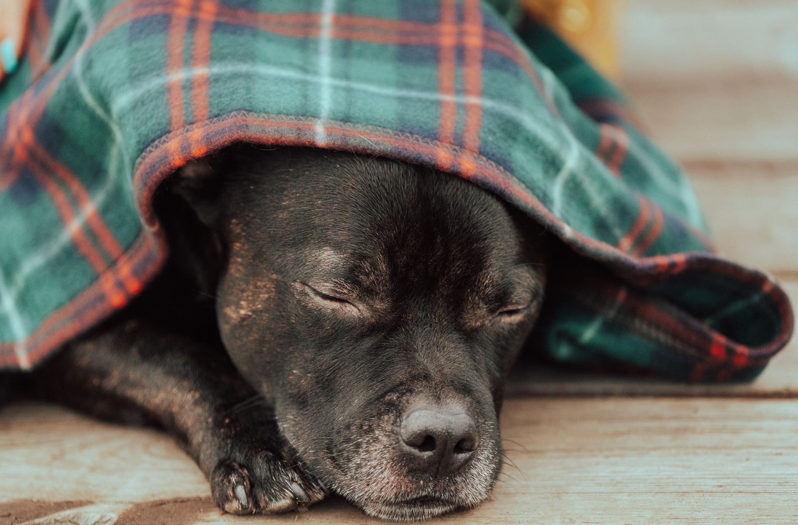 Фотограф анималист в Санкт-Петербурге. Фотограф анималист в Спб недорого Олеся Майорова