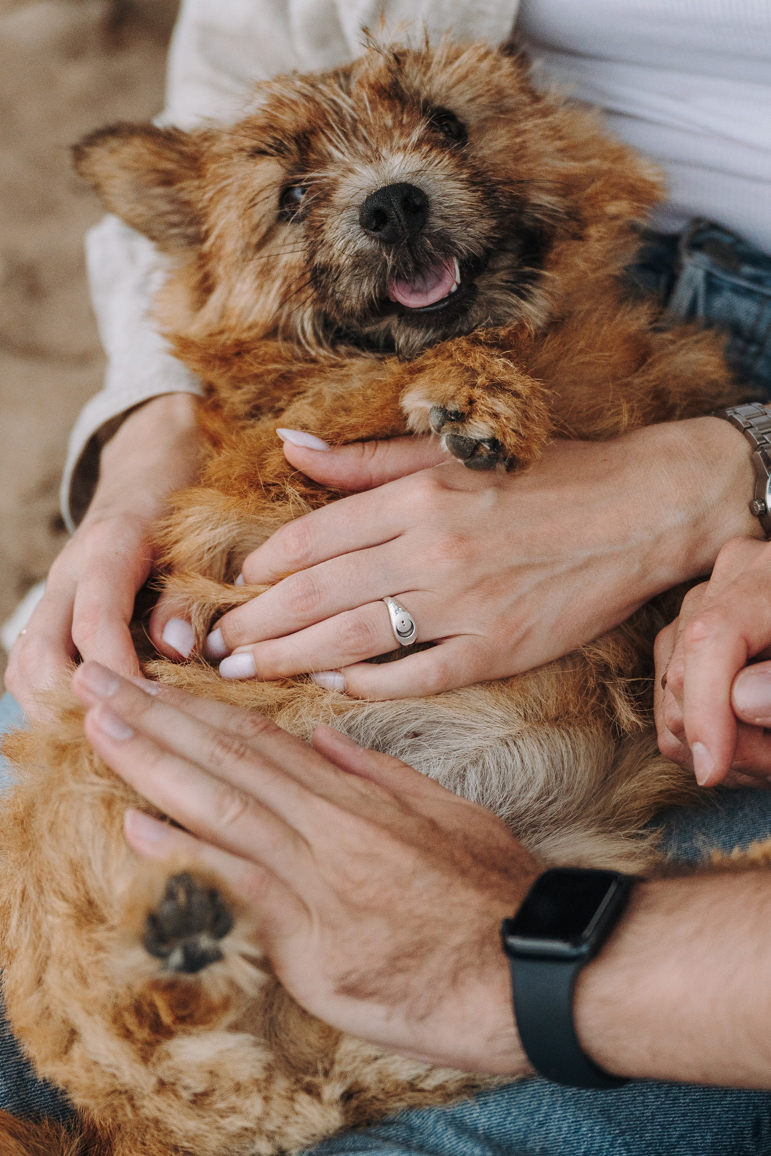 Семейная фотосессия с собакой Спб. Фотограф анималист в Спб недорого Олеся Майорова