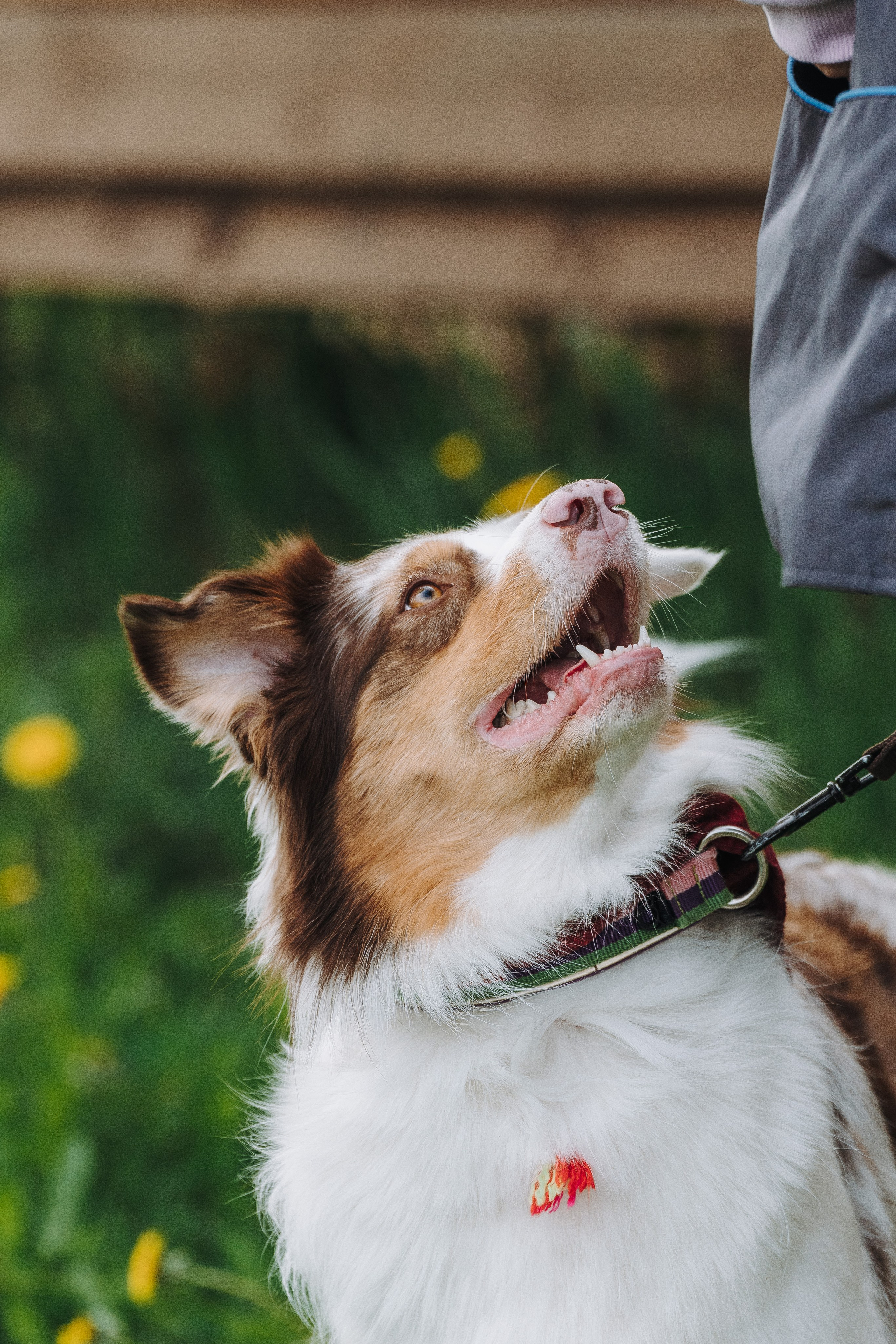 Соревнования по ноузворку в Лосево. Фотограф анималист в Спб недорого Олеся Майорова