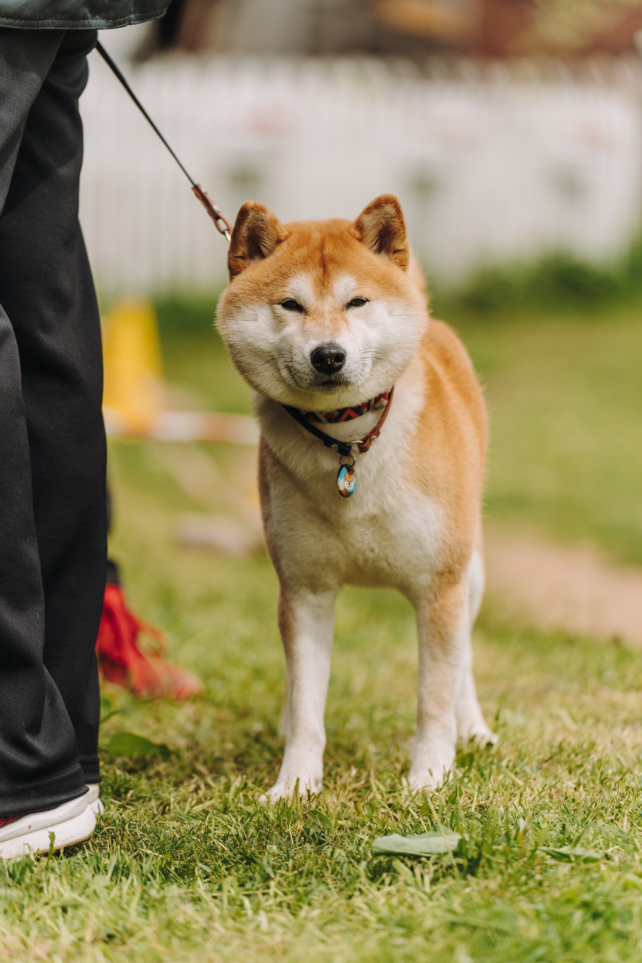 Соревнования по ноузворку. Фотограф анималист в Спб недорого Олеся Майорова