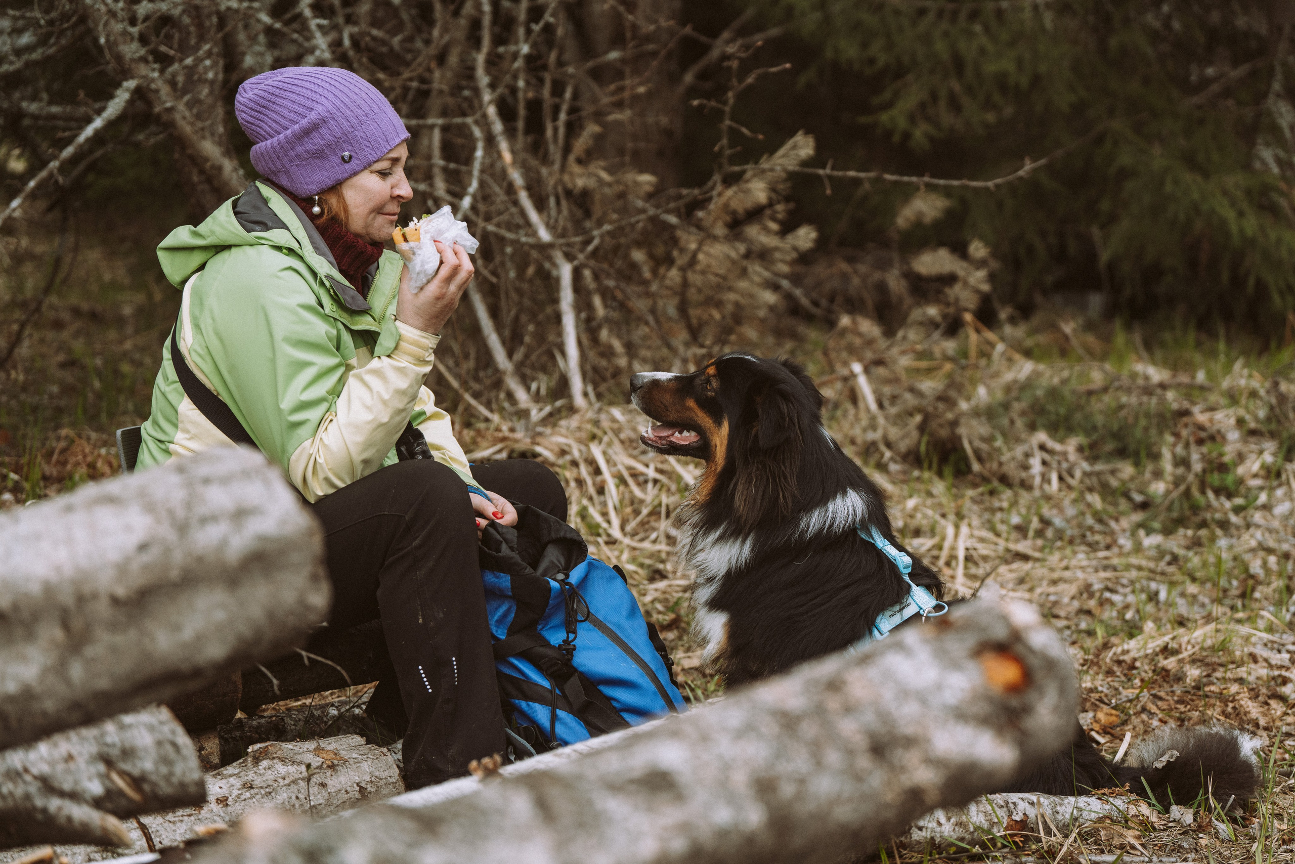 Дог трекинг к финскому хутору. Фотограф анималист в Спб недорого Олеся Майорова