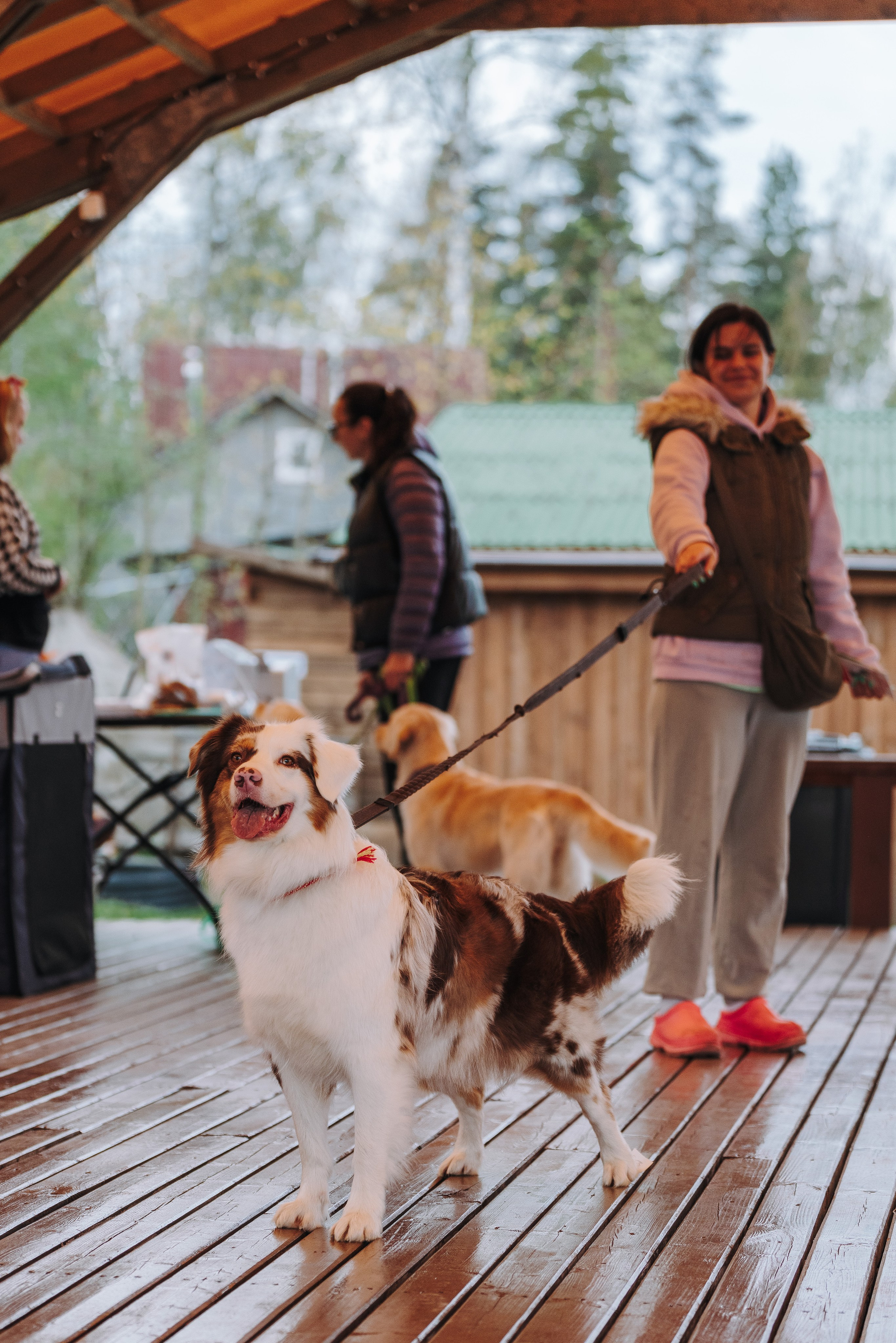 Соревнования по ноузворку в Лосево. Фотограф анималист в Спб недорого Олеся Майорова