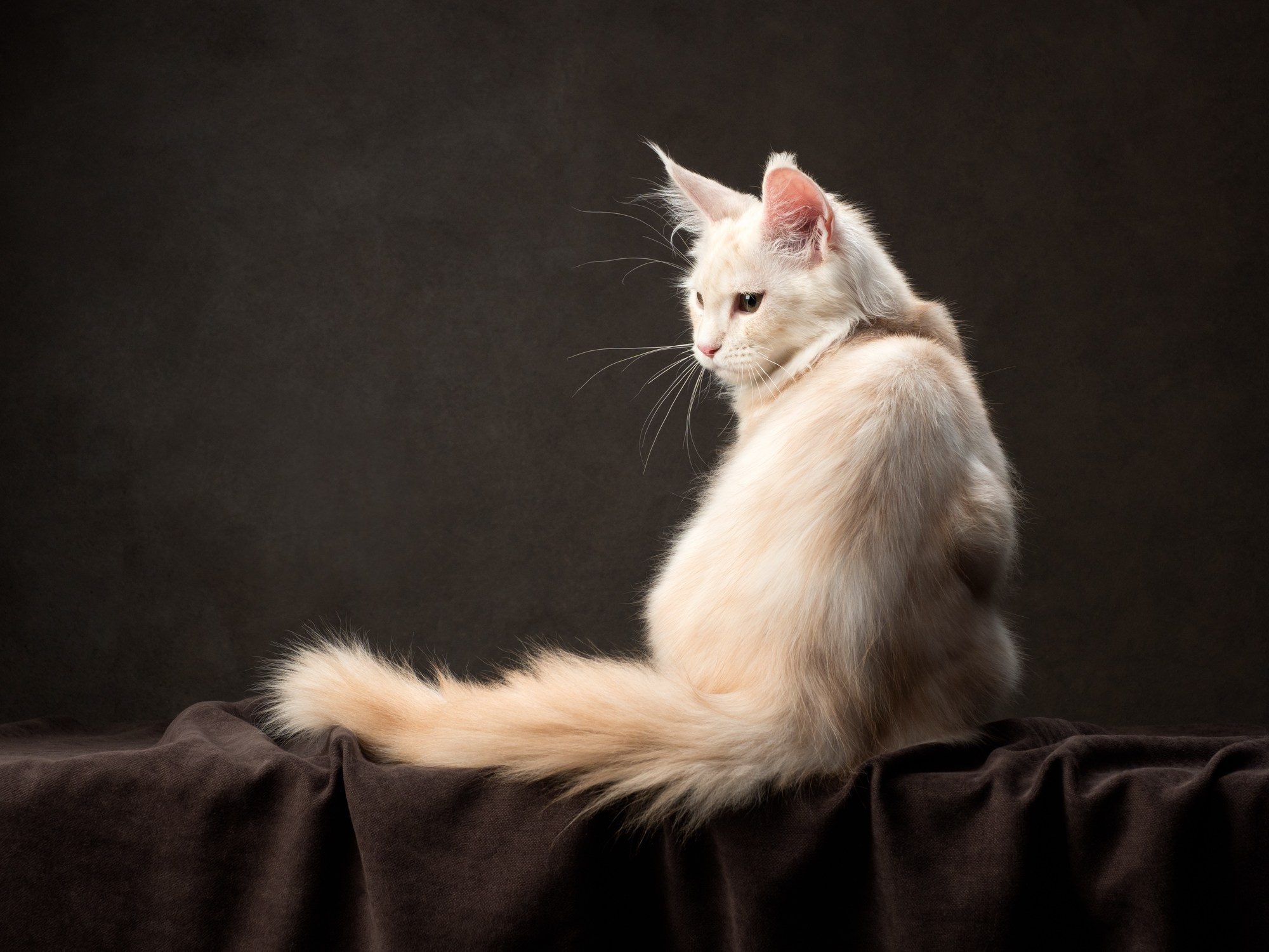 Студийная съёмка. Фотограф животных и людей в Санкт-Петербурге Дарья Быстрицкая