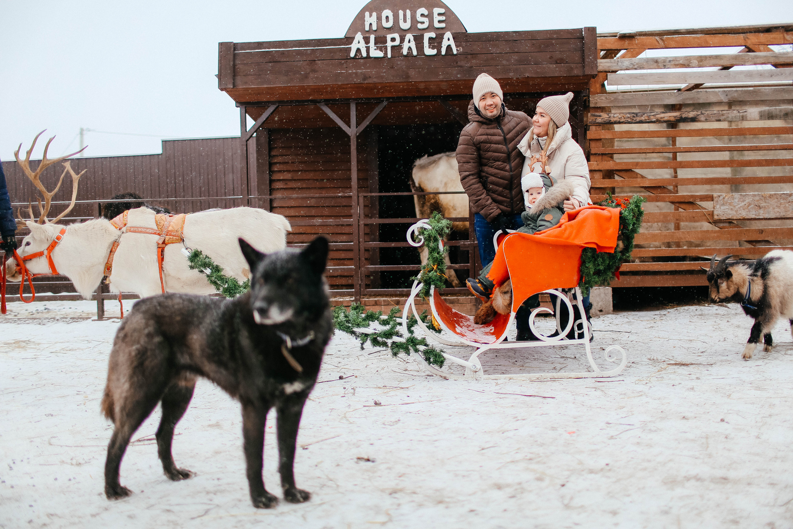 Новогодняя фотосессия на Ранчо с северным оленем. Твой снимок СПб