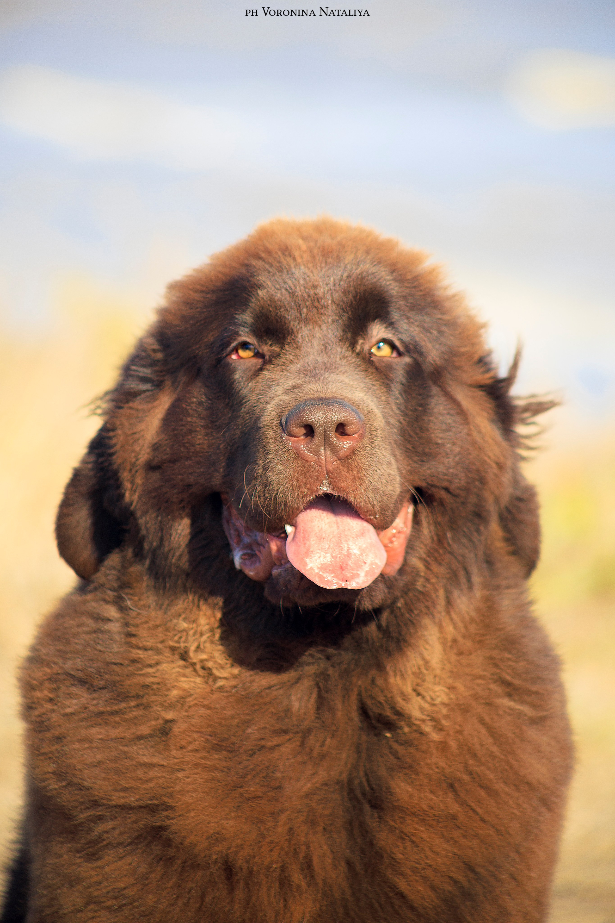 Анимализм Анжелика Сентябрь. Воронина Наталия — индивидуальный и свадебный фотограф в Рязани