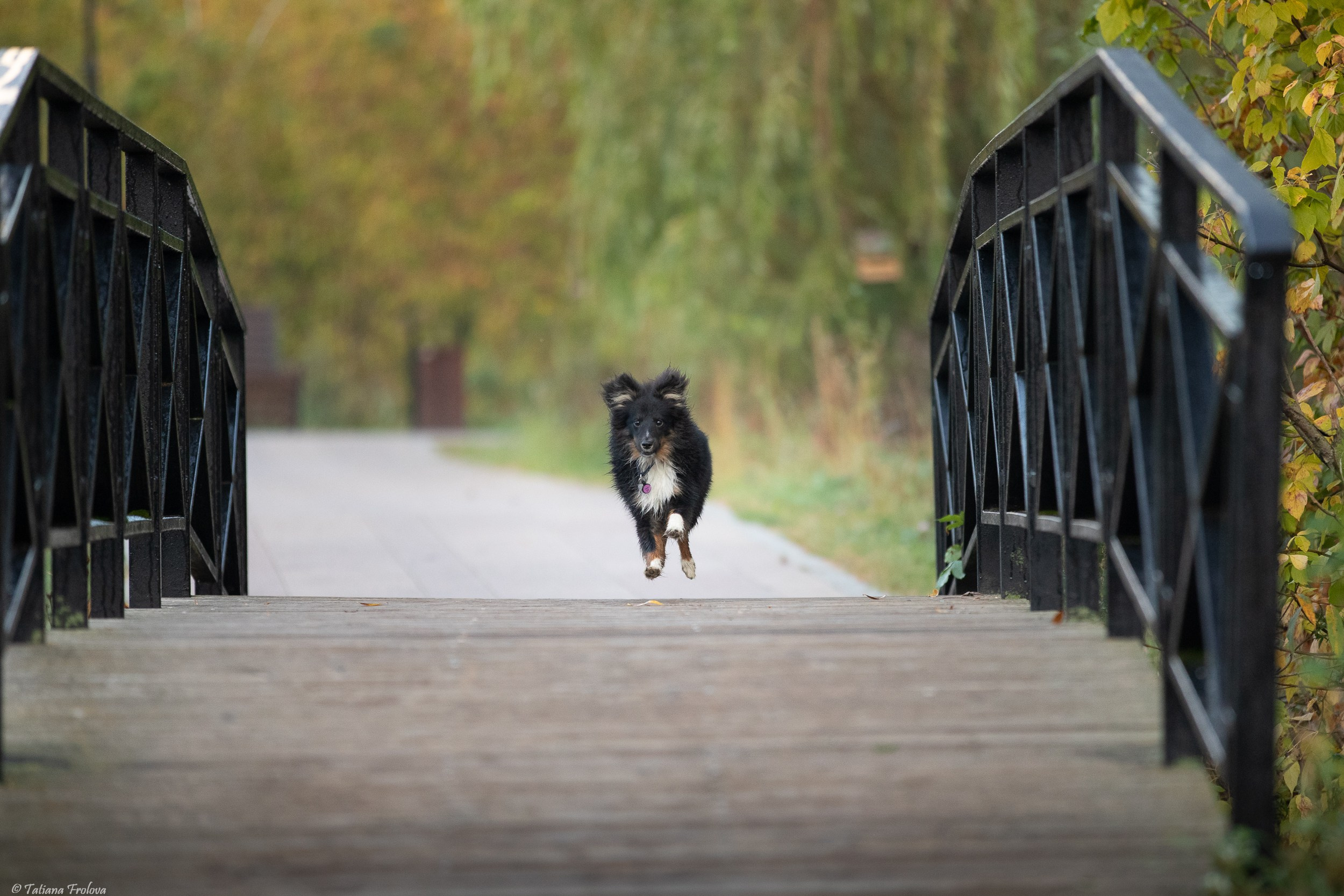 Утренняя фотопрогулка с двумя собаками по Москве. Фотограф-анималист в Москве и Московской области Татьяна Фролова