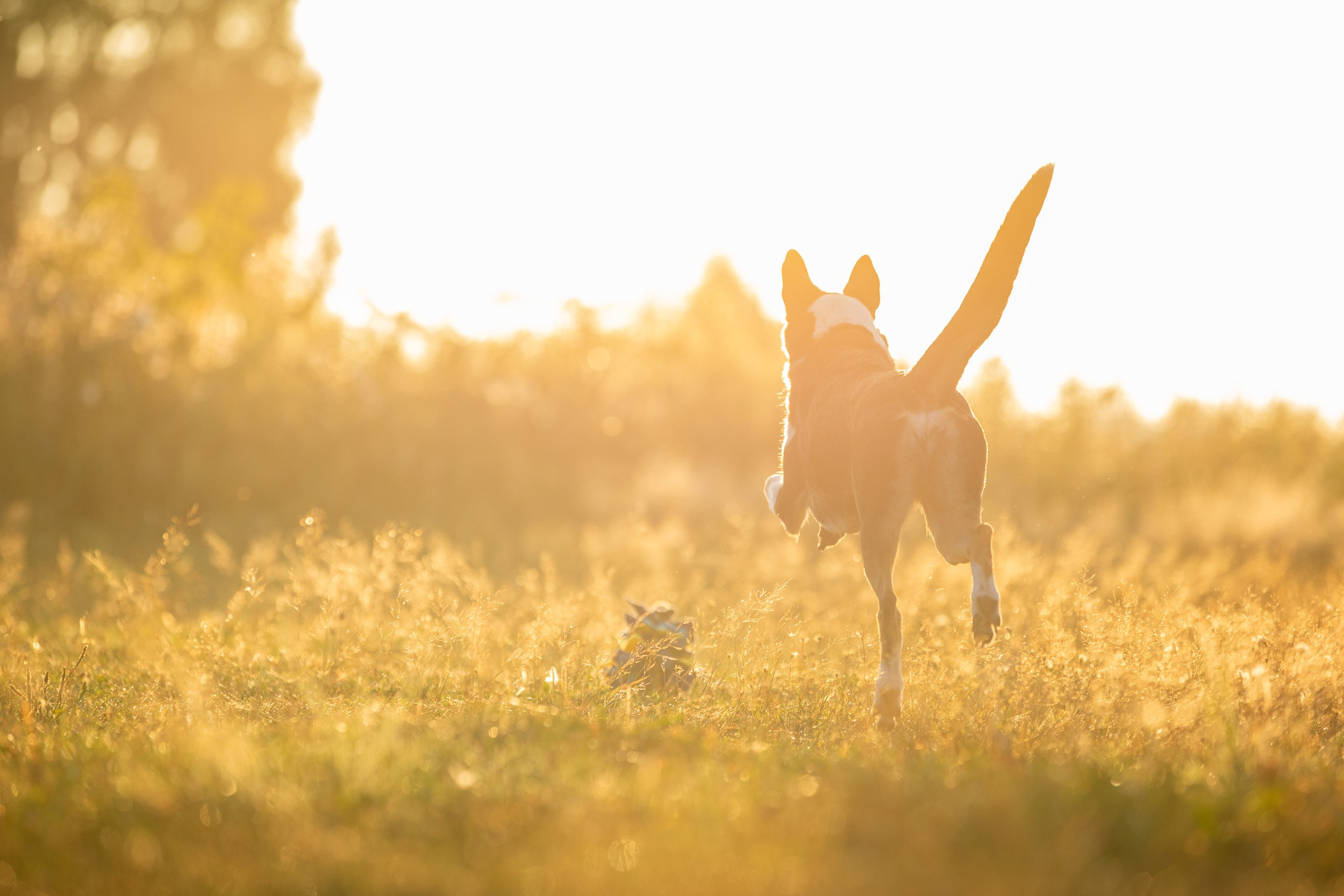 Наташа и короткошерстные колли. Фотограф-анималист в Москве и Московской области Татьяна Фролова
