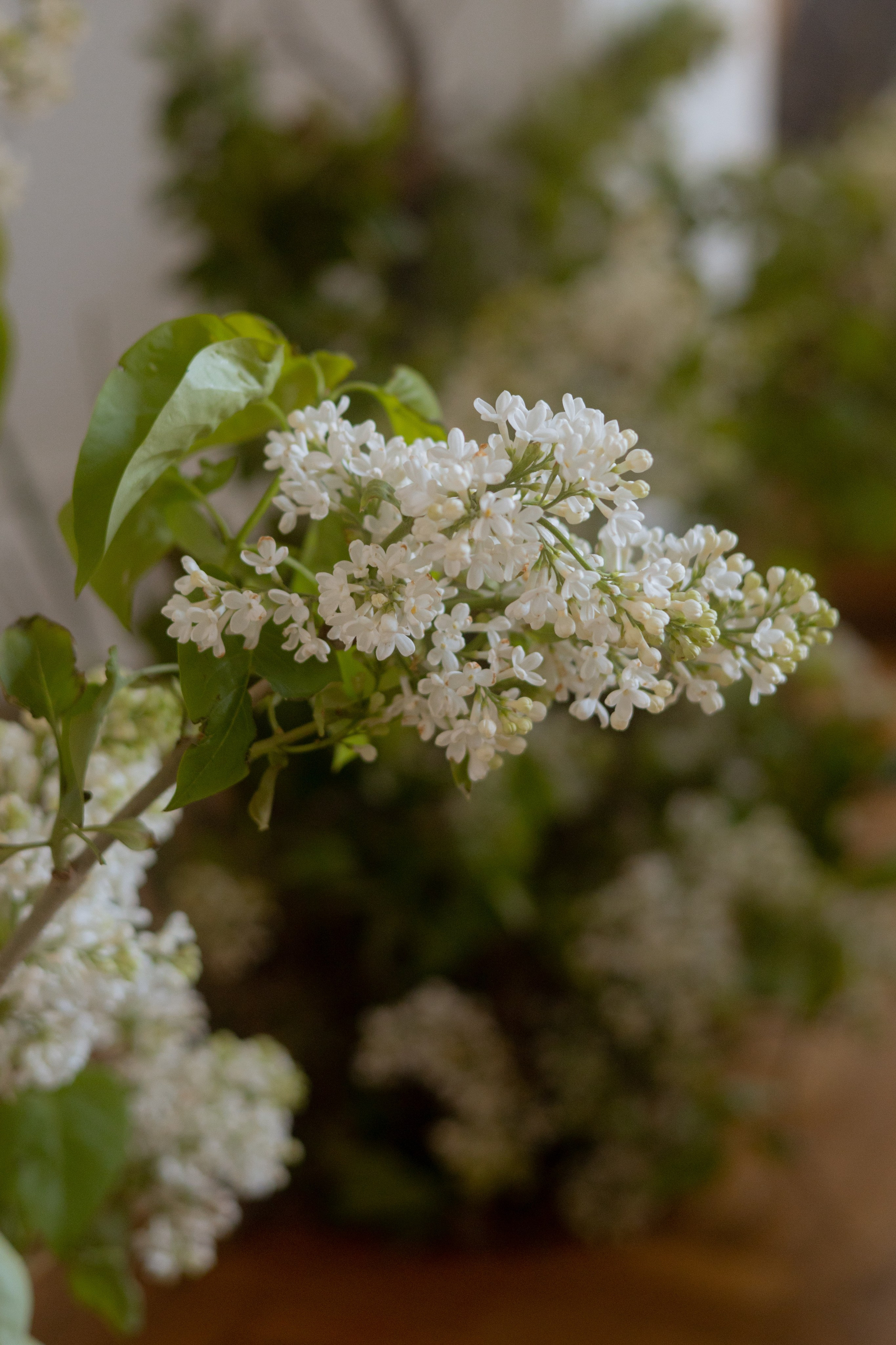 Утро Есении. Оформление свадеб, декор свадеб Вера Маркова, Москва