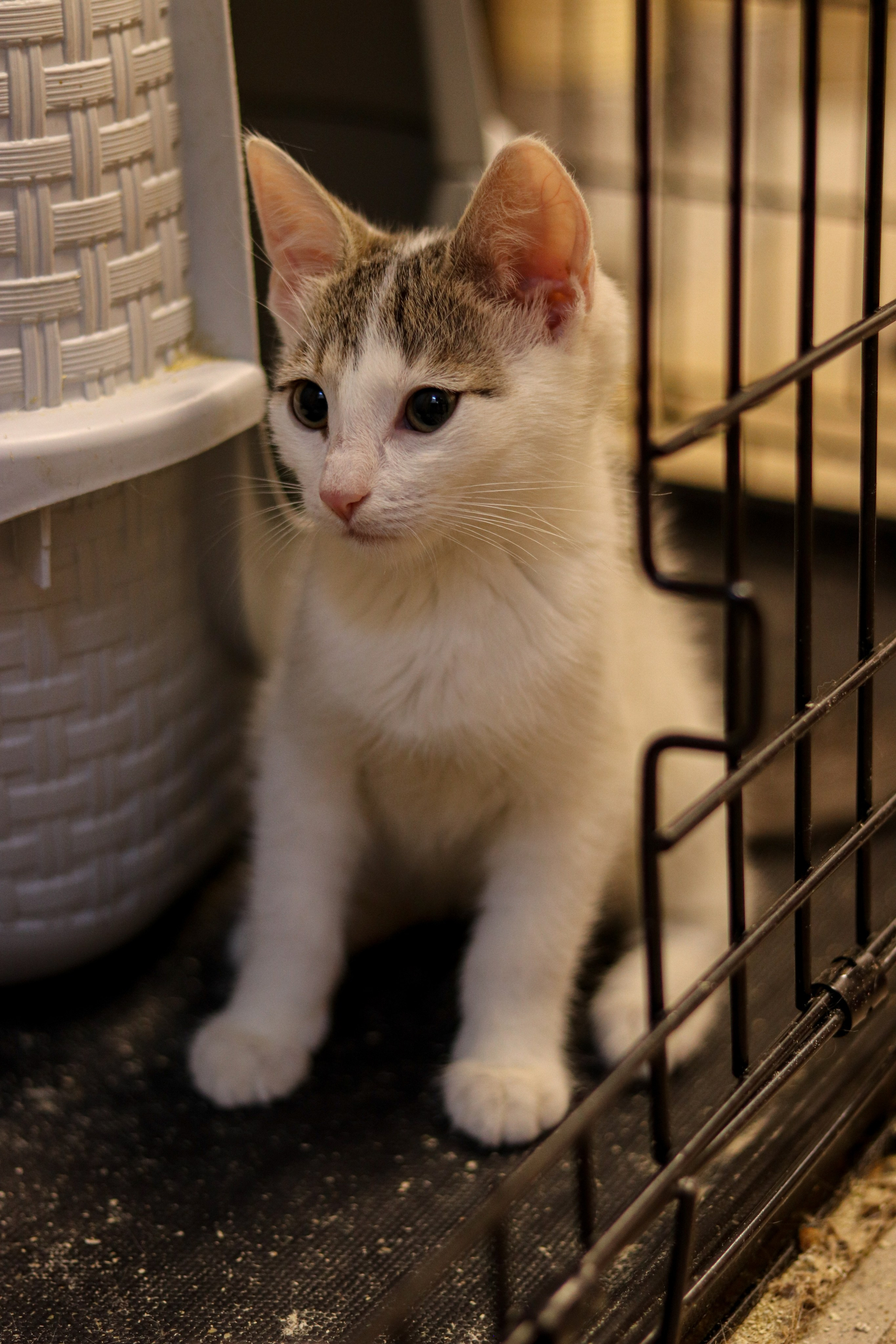 Петербургский дом кота (27 июня 2024). Ивентный фотограф в Санкт-Петербурге Олег Комков