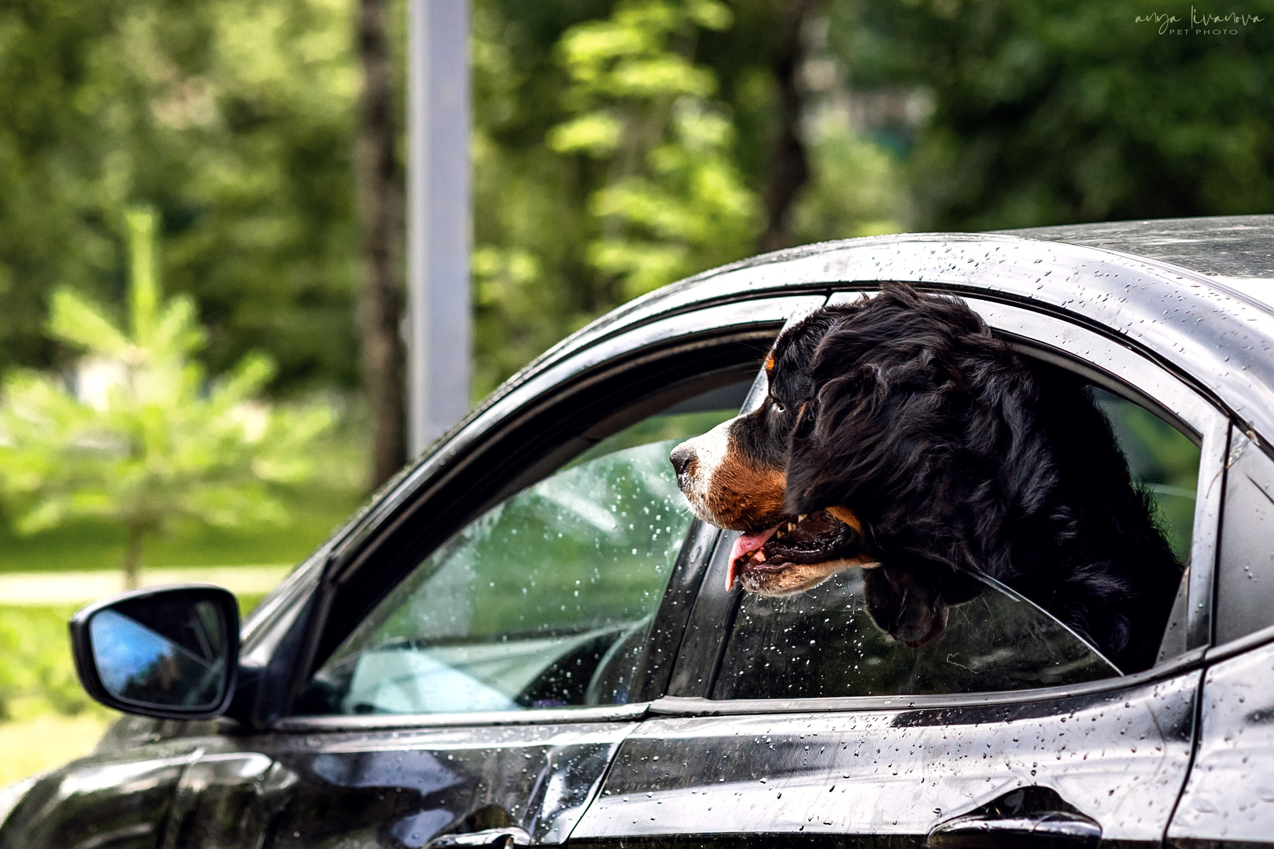 Маша и Буч. Фотограф анималист Аня Ливанова | Рыбинск