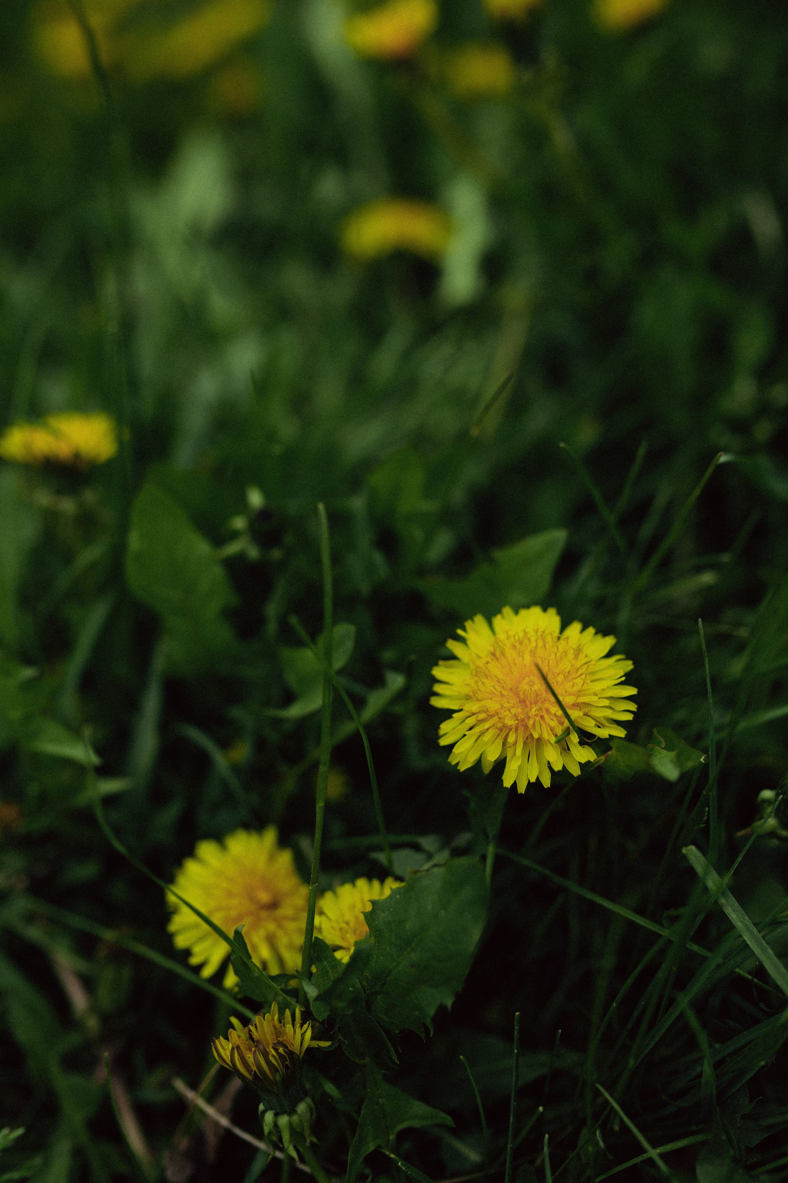 Дарья. Фотограф Стилист Тюмень Вера Хайруллина