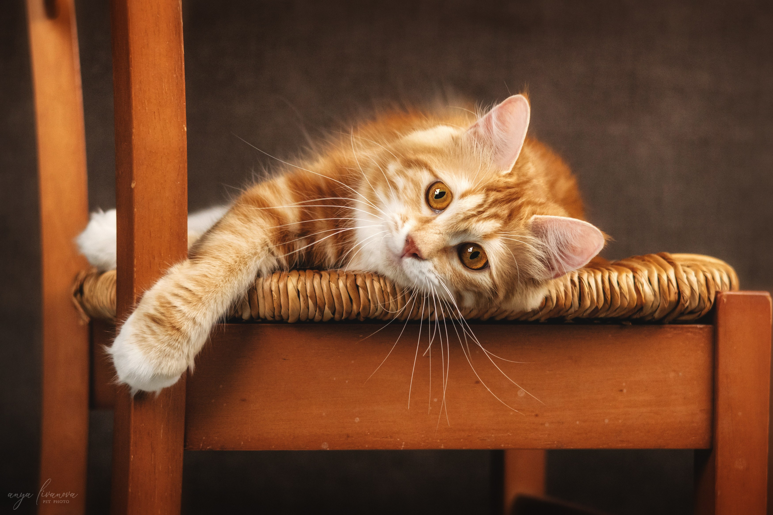 Курильские бобтейлы. Фотограф анималист Аня Ливанова | Рыбинск