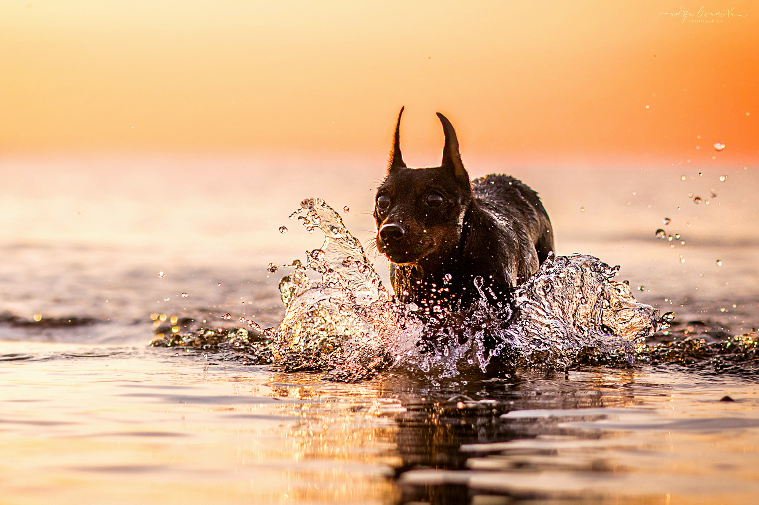 Ляля — Маня — Плюша закат. Фотограф анималист Аня Ливанова | Рыбинск