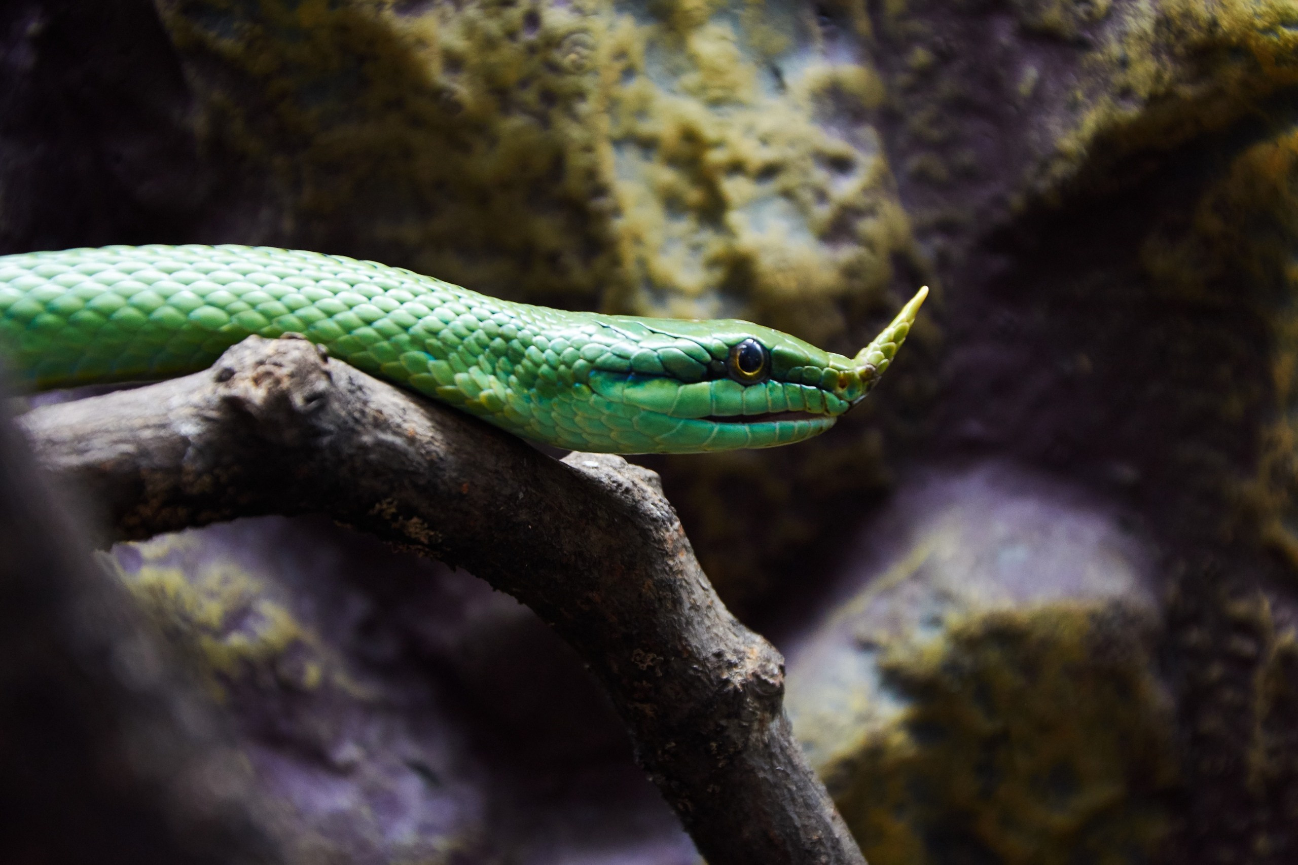 Ольга Чёкотова (Фотограф Кострома)