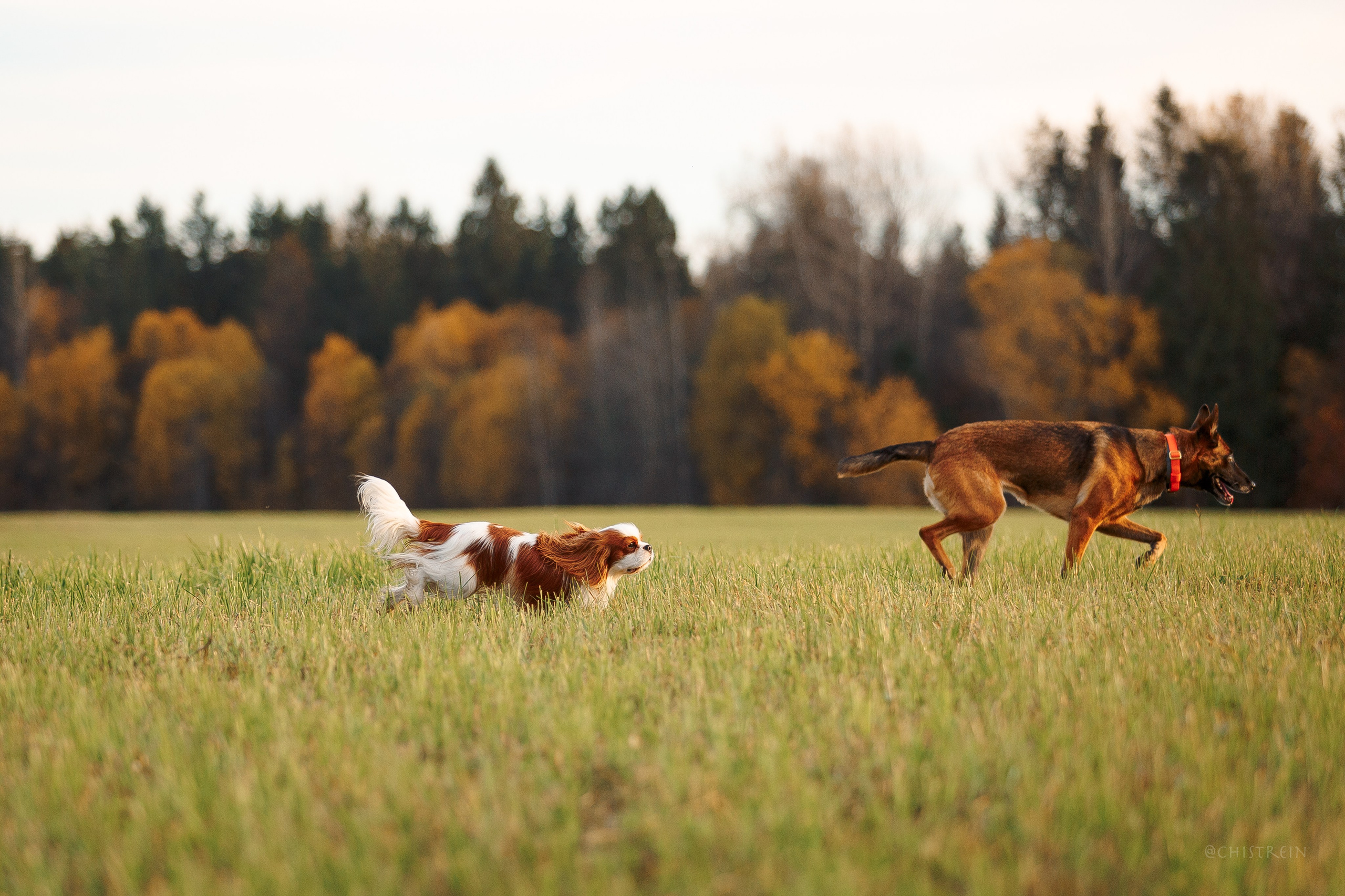 Октябрьский закат в полях. Алина и Лео. Фотограф-анималист Наталия Чистюхина в г. Сосновый Бор и ЛО