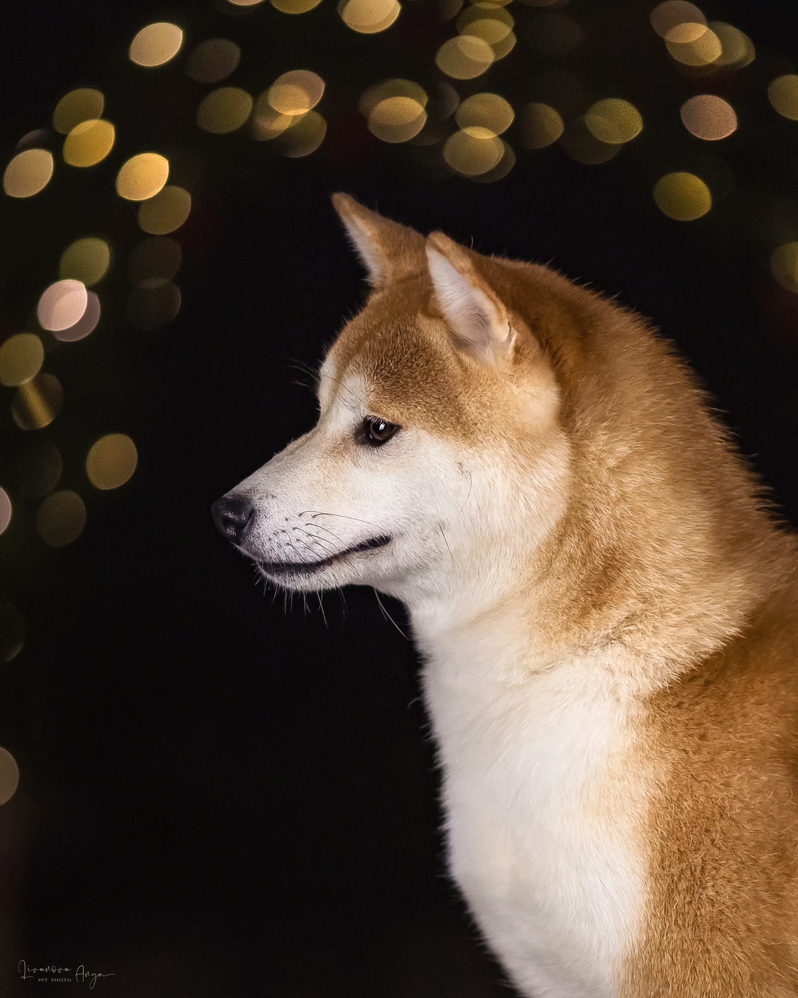 Фотодень_3 2025. Фотограф анималист Аня Ливанова | Рыбинск