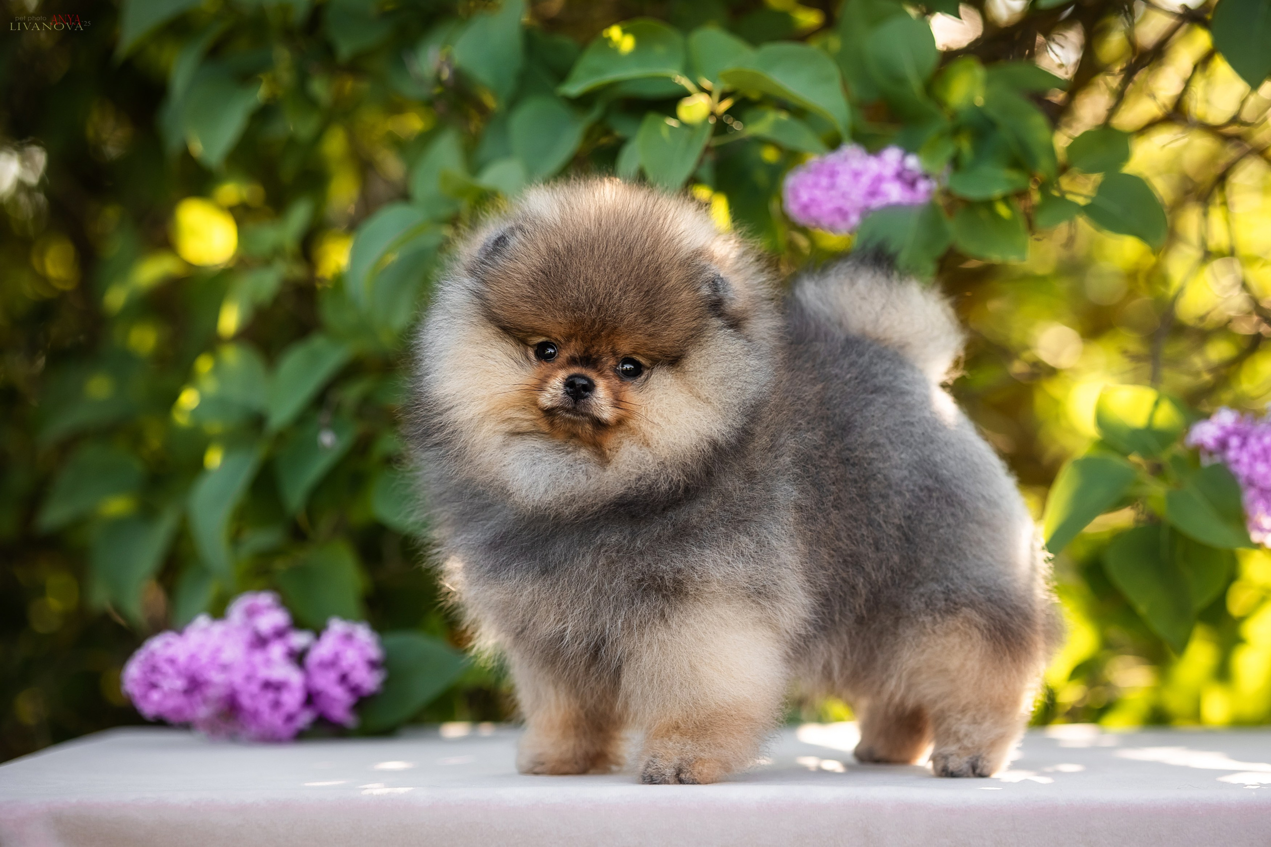 Шпичики. Фотограф анималист Аня Ливанова | Рыбинск