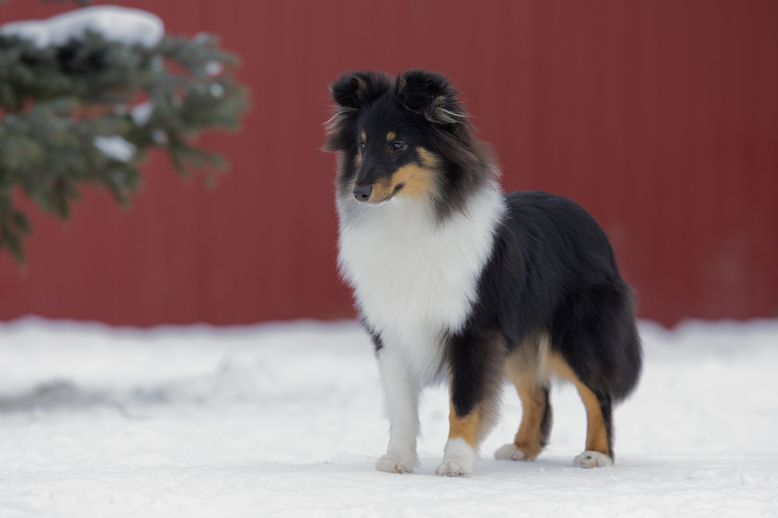 Питомник Пятый Элемент. Мои работы