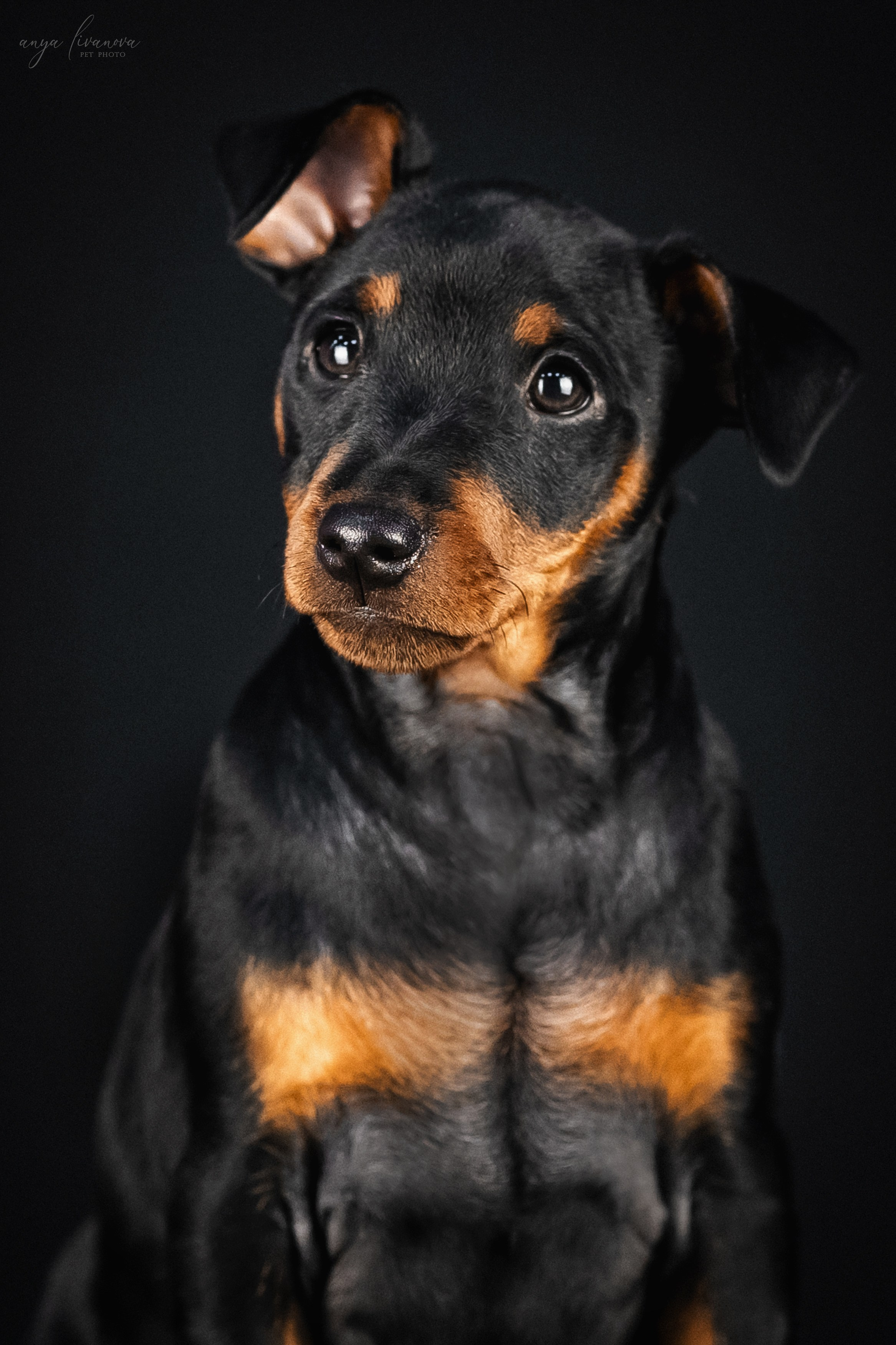 Пинчерята. Фотограф анималист Аня Ливанова | Рыбинск
