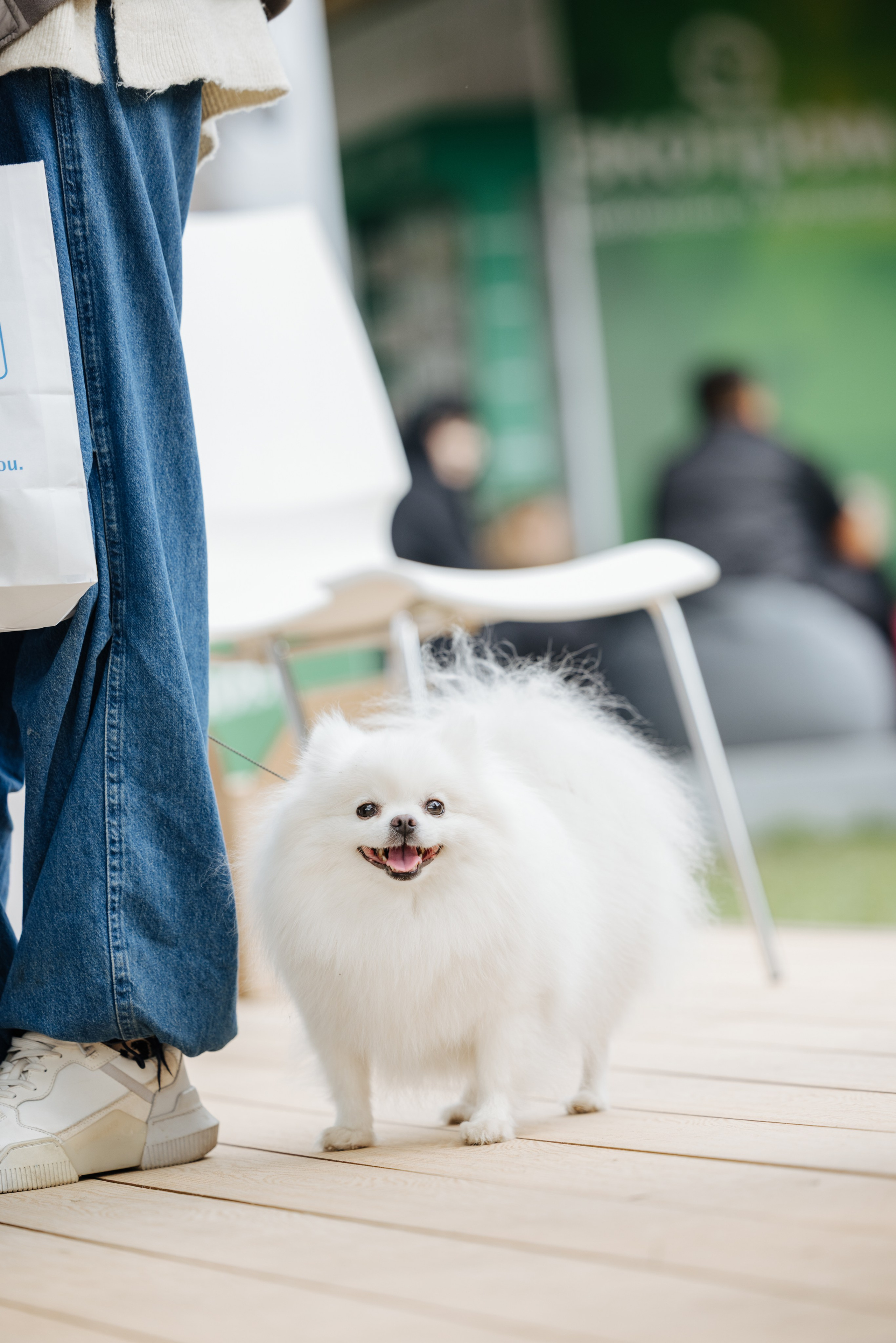 Хвостатый репортаж. Аксана Лисовская фотограф в Москве. Фотографии с характером