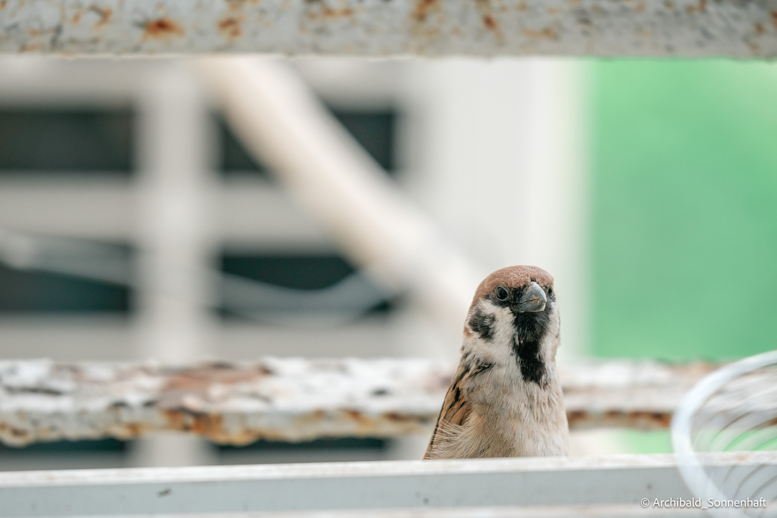 Balcony sparrows. Photographer in Guangzhou, China. Archibald Sonnenhaft