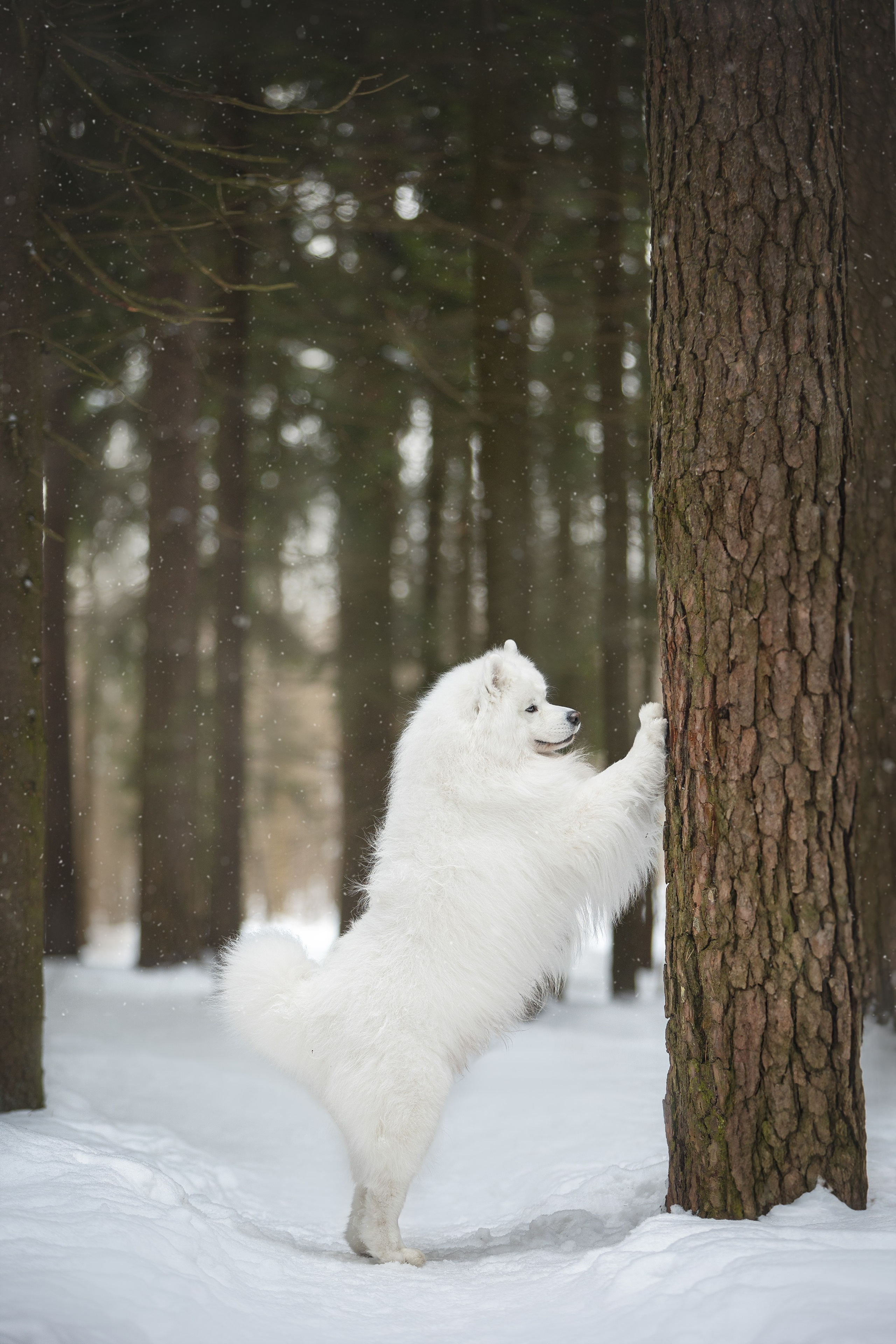 Самоедские мальчишки. Фотограф анималист в Москве Майорова Евгения
