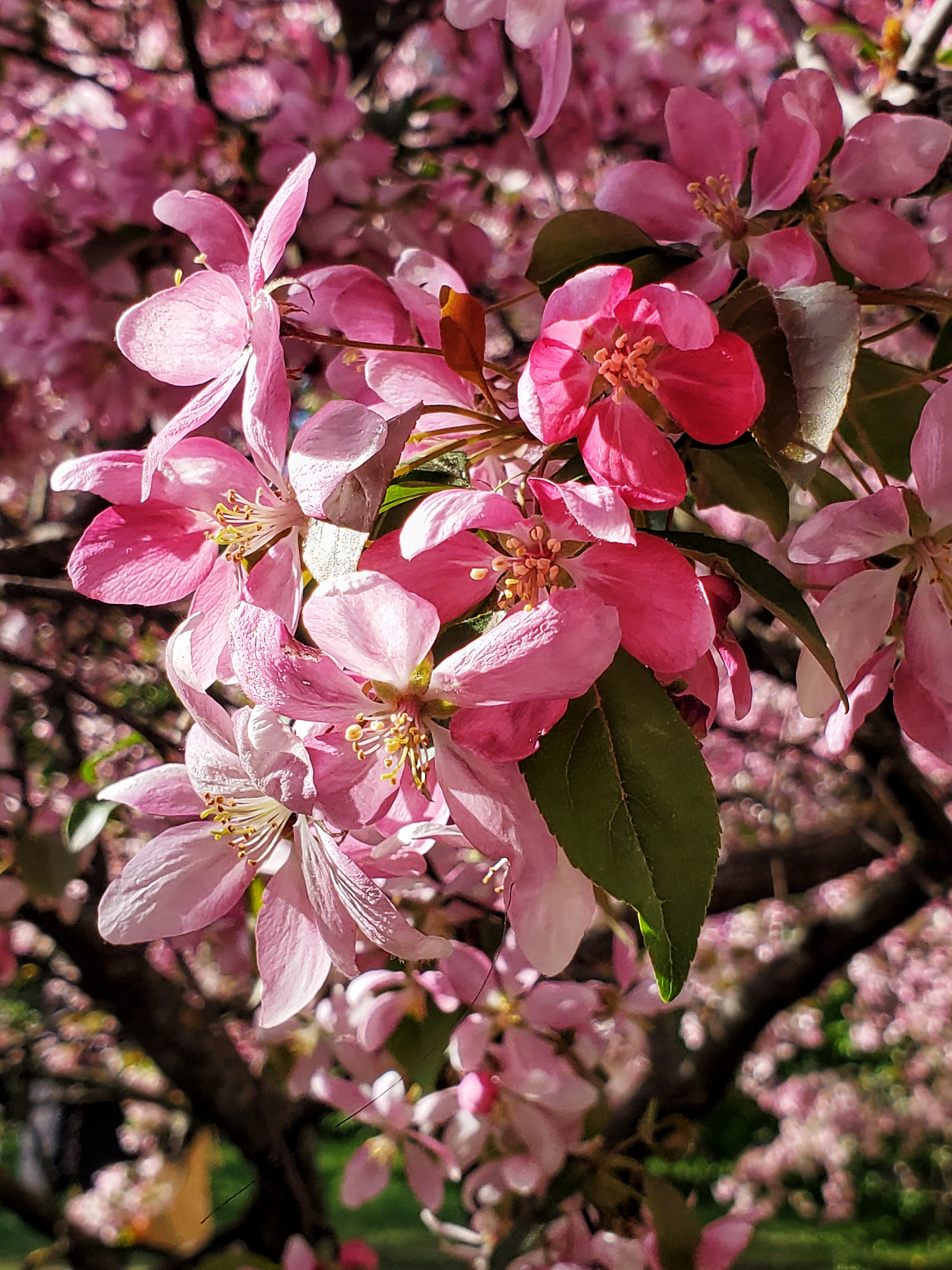 Цветение розовой яблони. Портретный фотограф Москва