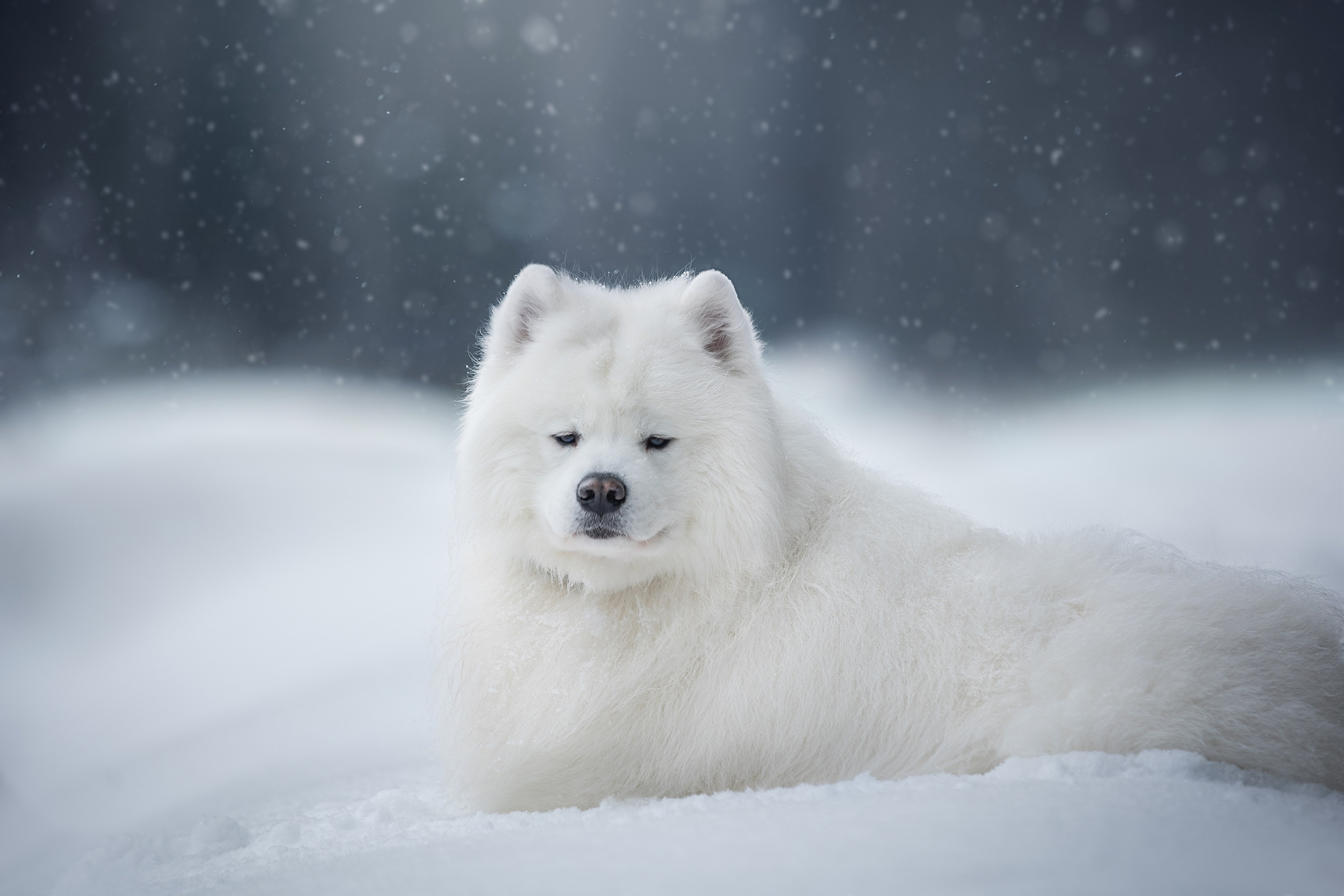 Самоедские мальчишки. Фотограф анималист в Москве Майорова Евгения